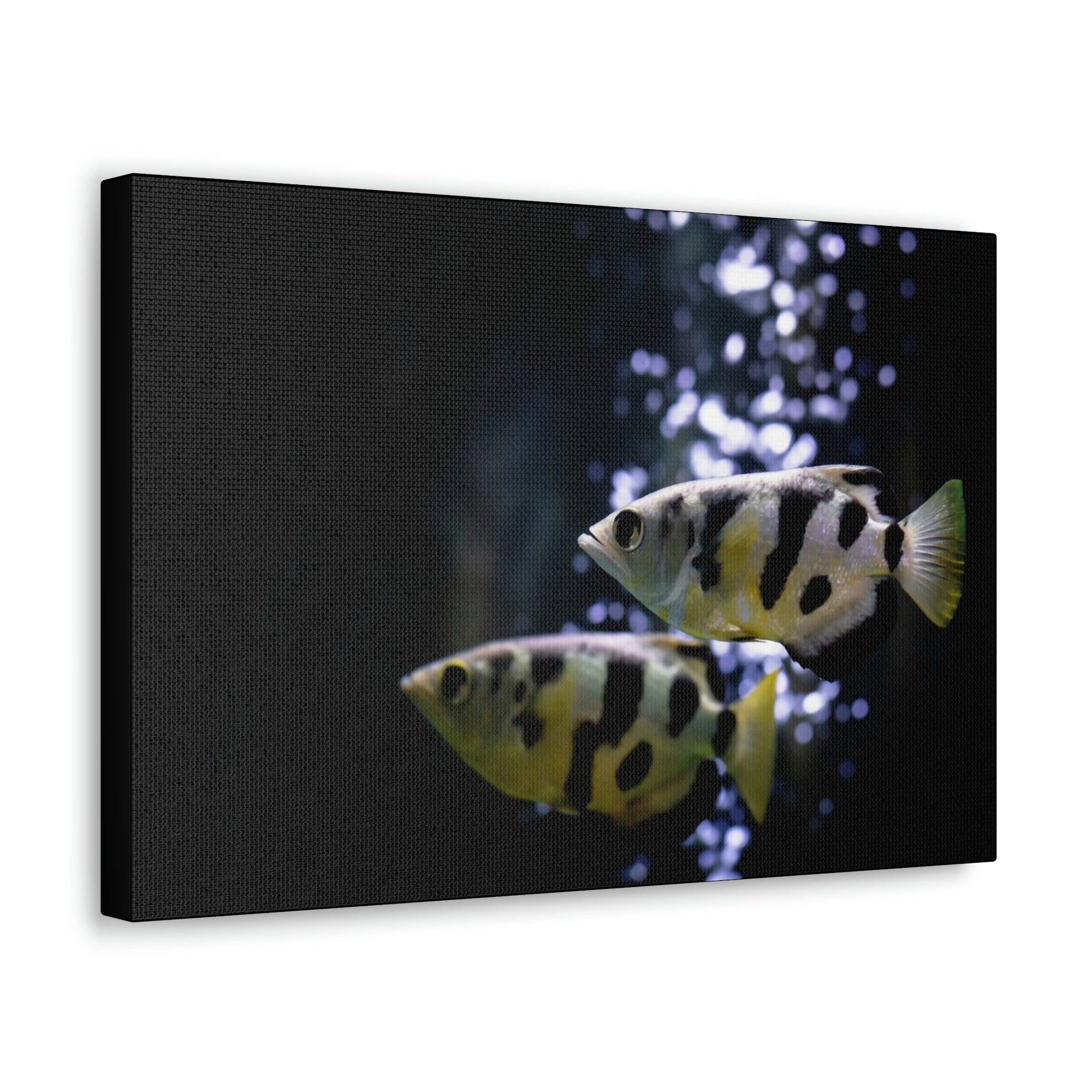 Funny Archer Fish Silly Archer Fish Couple Wall Art Ready to Hang Unframed-Express Your Love Gifts