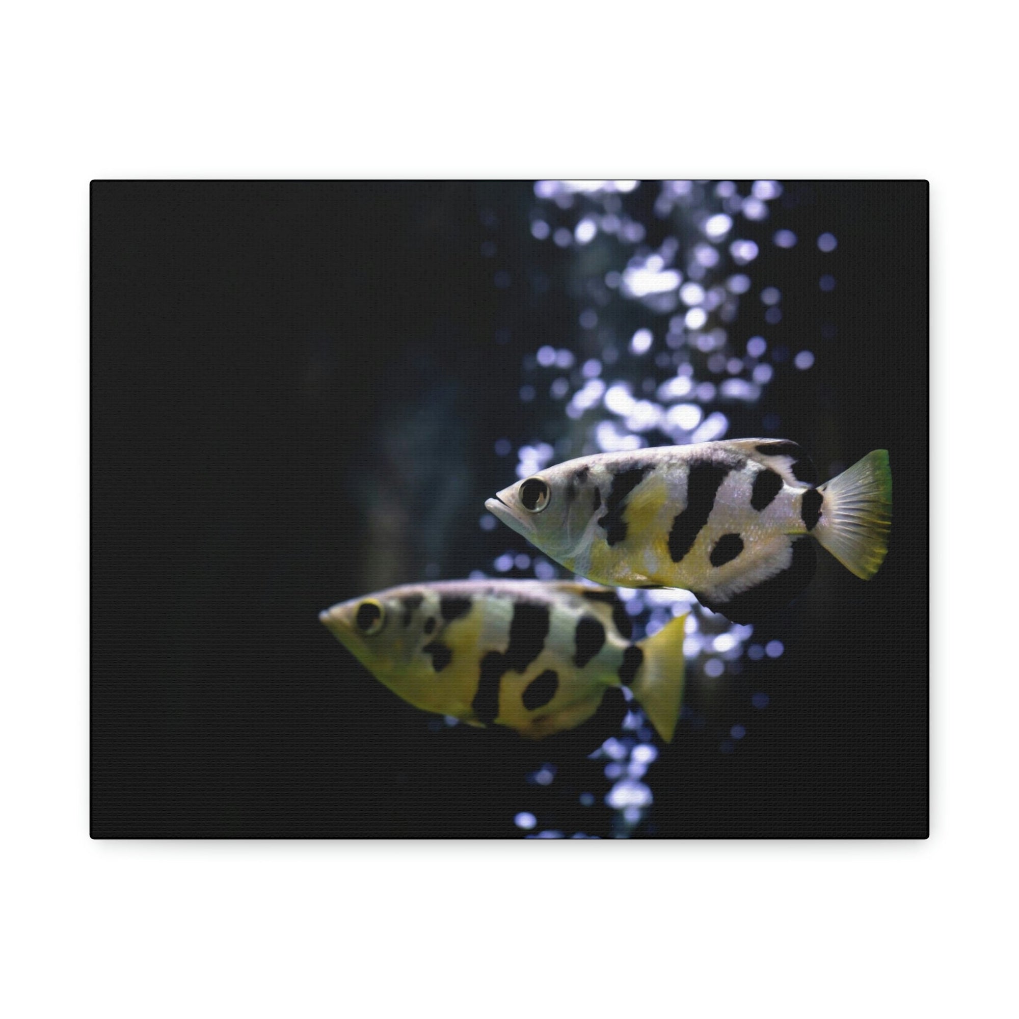 Funny Archer Fish Silly Archer Fish Couple Wall Art Ready to Hang Unframed-Express Your Love Gifts