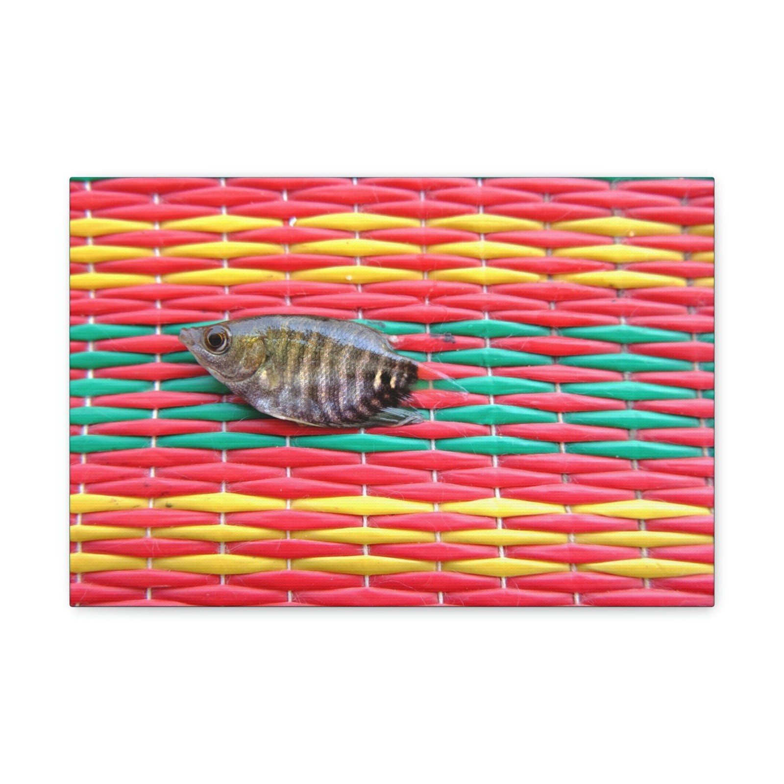 Funny Archer Fish Silly Archer Fish Inside Wall Art Ready to Hang Unframed-Express Your Love Gifts