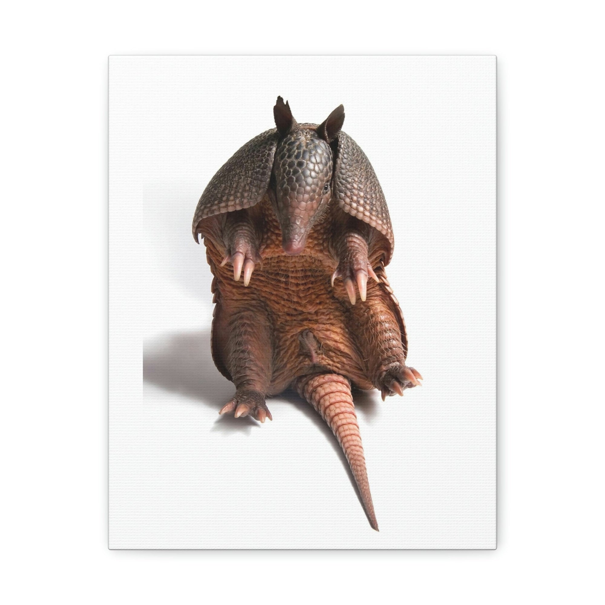 Funny Armadillo Silly Armadillo Inside Wall Art Ready to Hang Unframed-Express Your Love Gifts