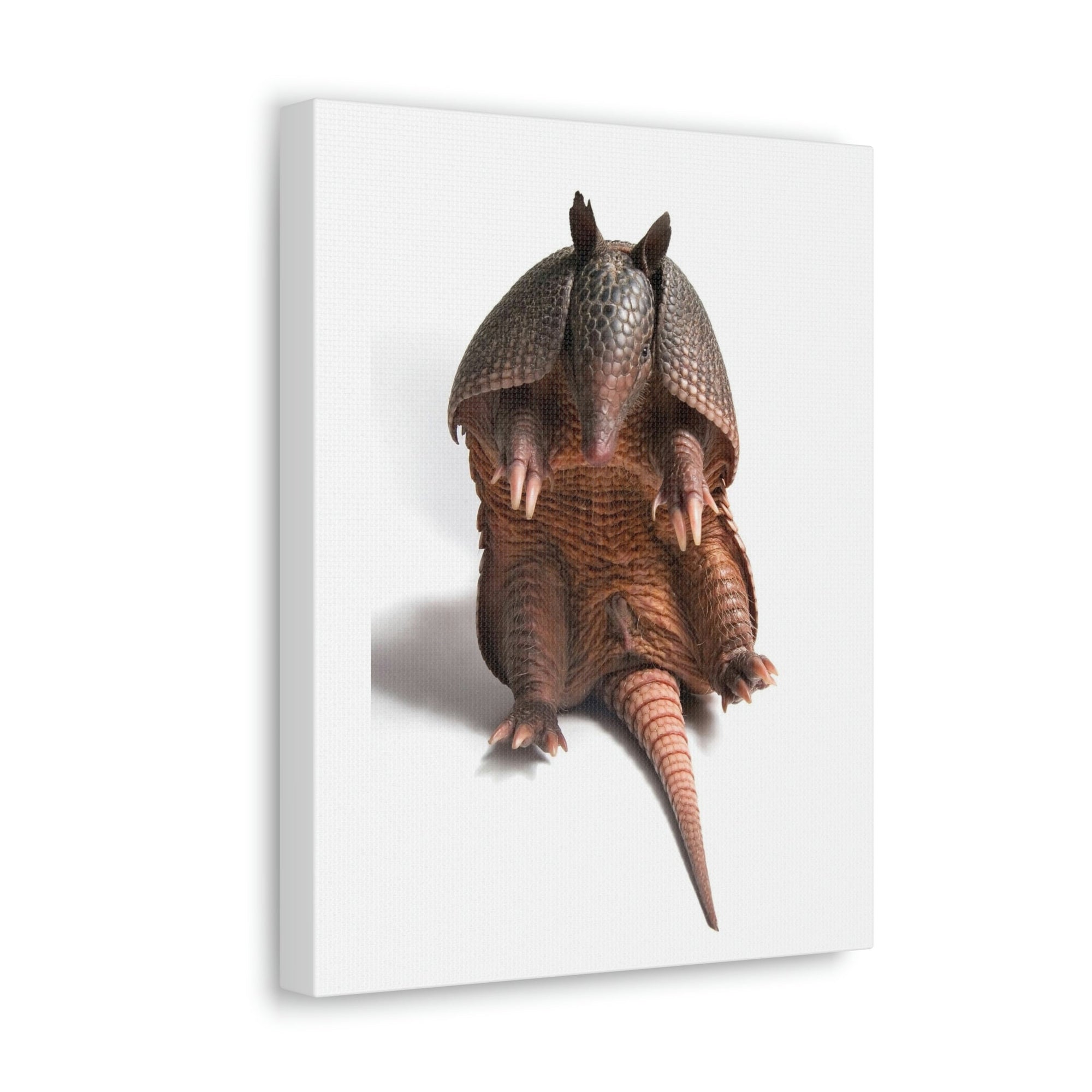 Funny Armadillo Silly Armadillo Inside Wall Art Ready to Hang Unframed-Express Your Love Gifts