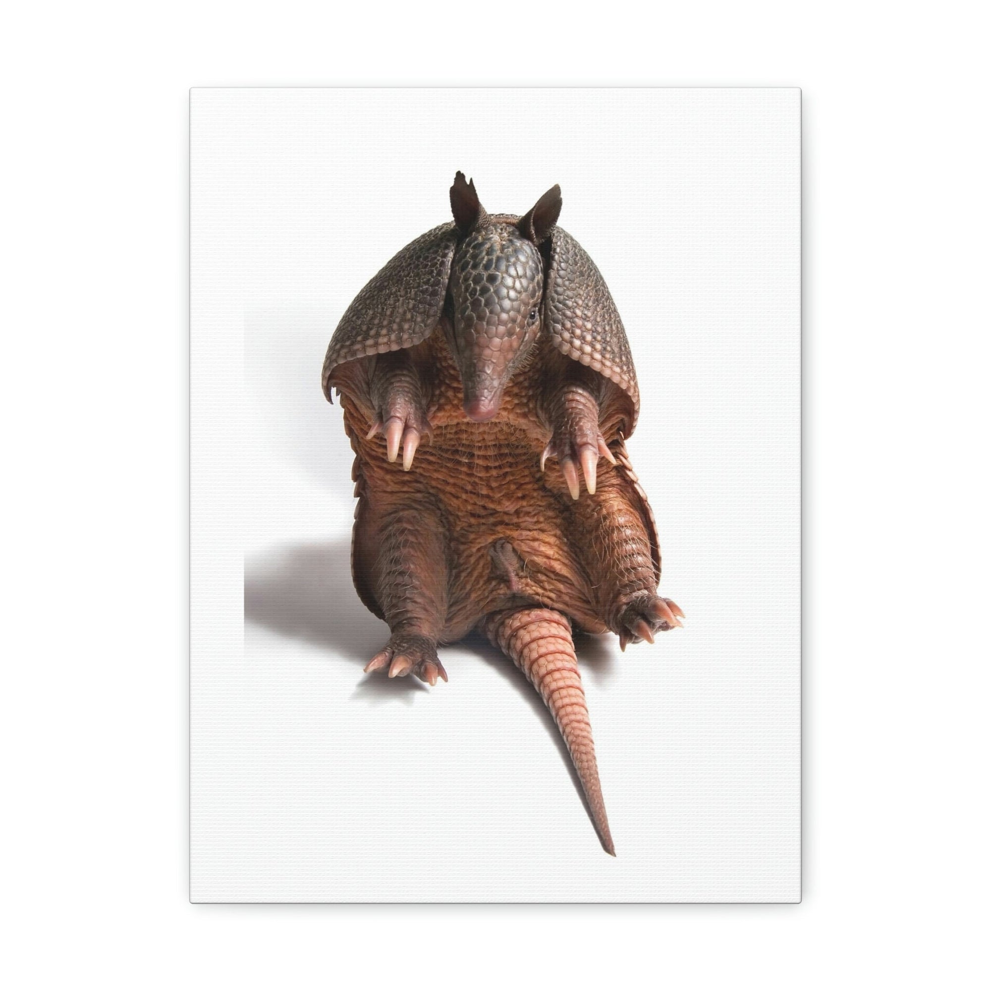 Funny Armadillo Silly Armadillo Inside Wall Art Ready to Hang Unframed-Express Your Love Gifts