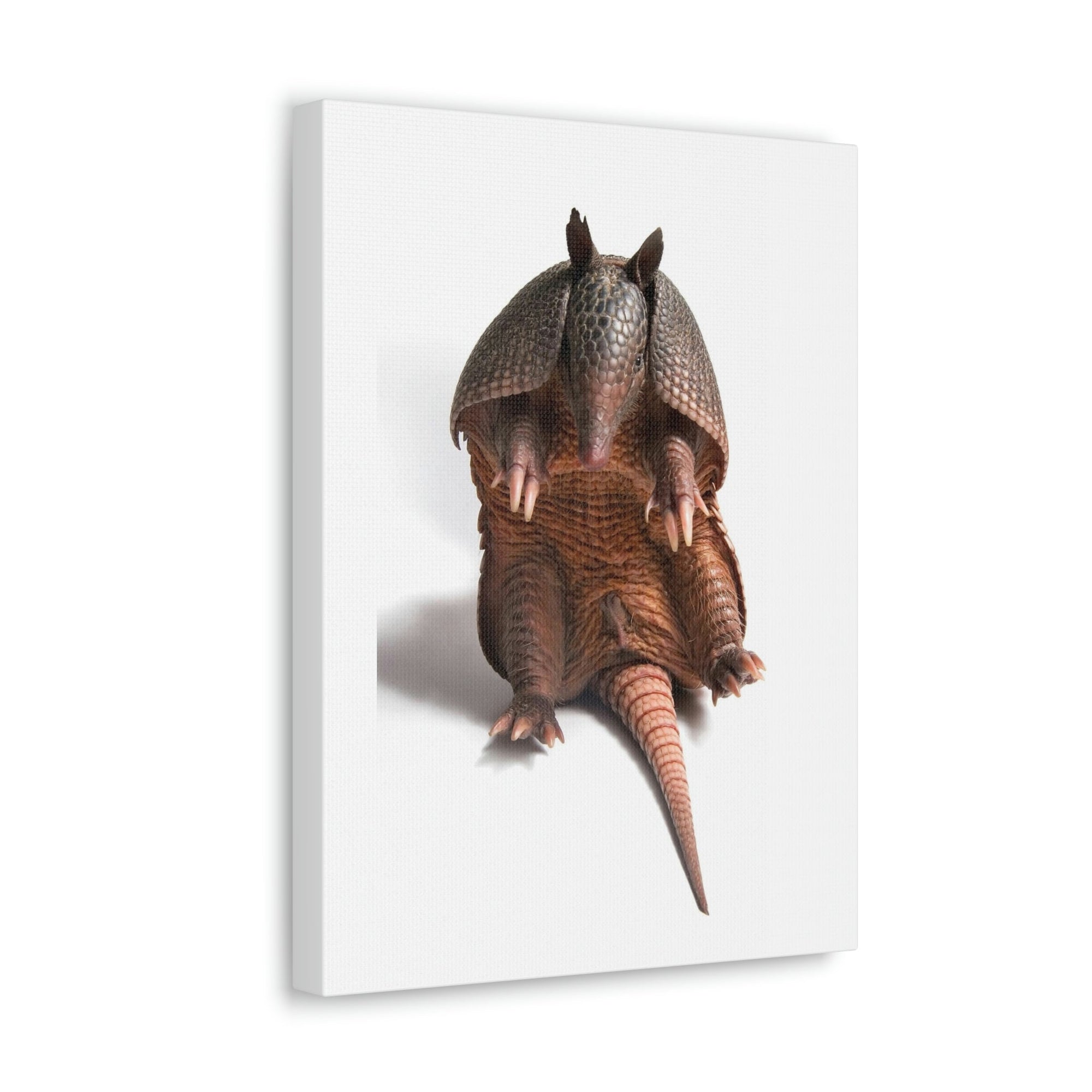 Funny Armadillo Silly Armadillo Inside Wall Art Ready to Hang Unframed-Express Your Love Gifts