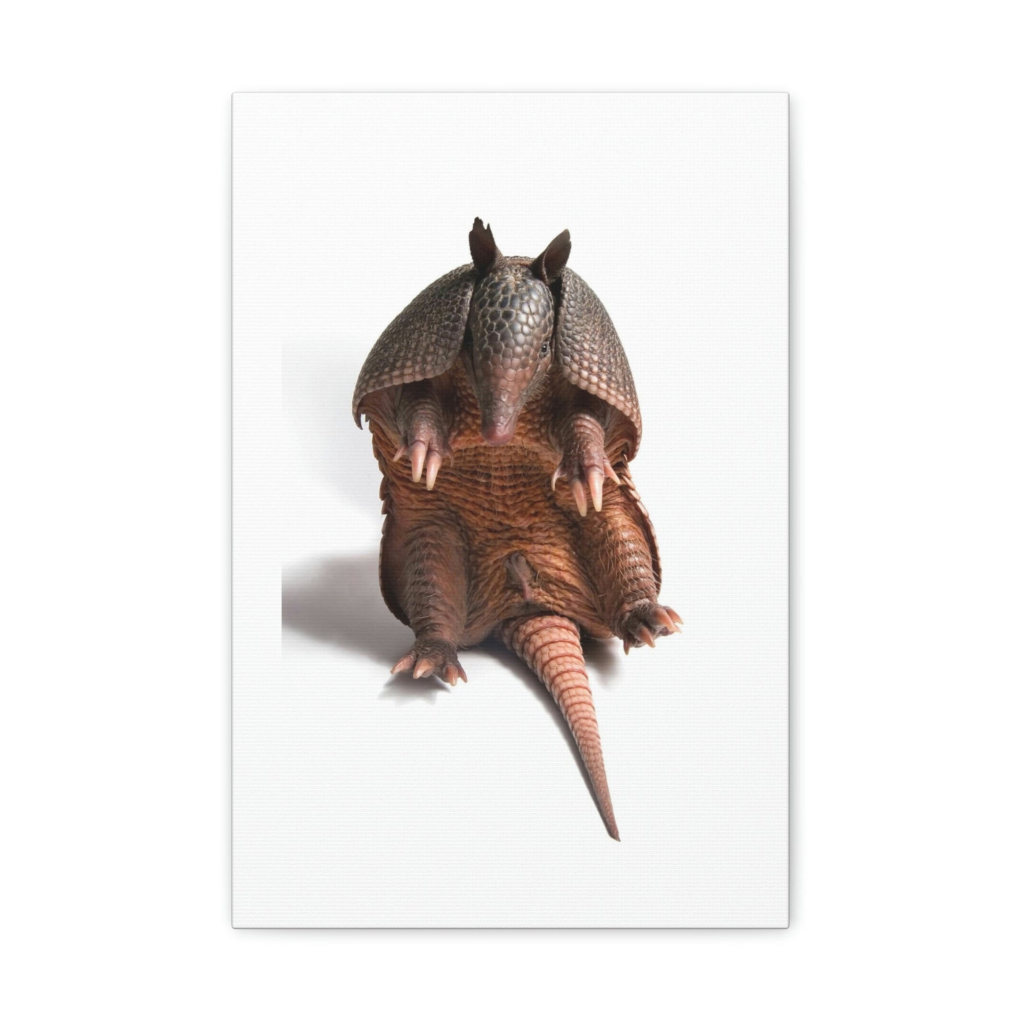 Funny Armadillo Silly Armadillo Inside Wall Art Ready to Hang Unframed-Express Your Love Gifts