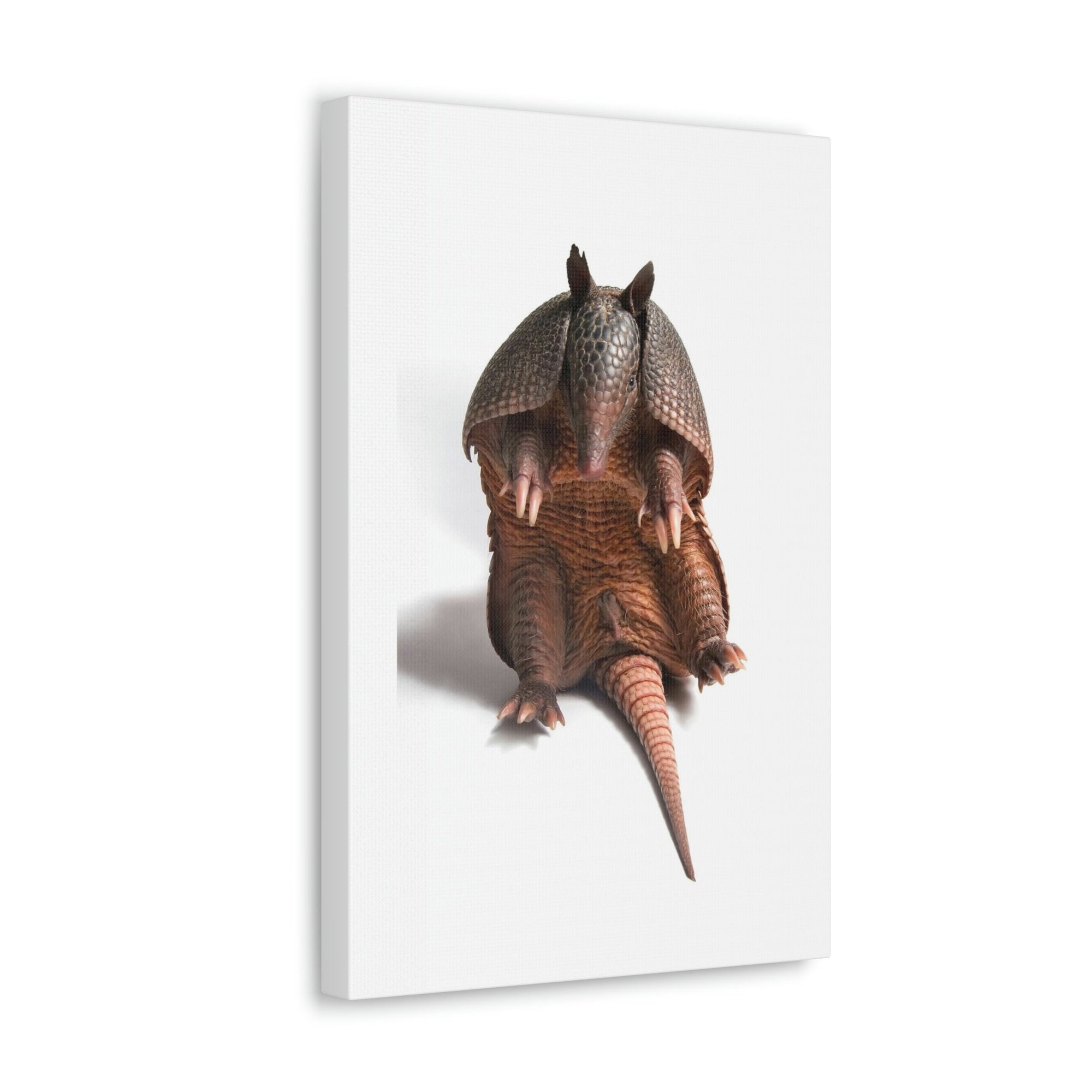 Funny Armadillo Silly Armadillo Inside Wall Art Ready to Hang Unframed-Express Your Love Gifts