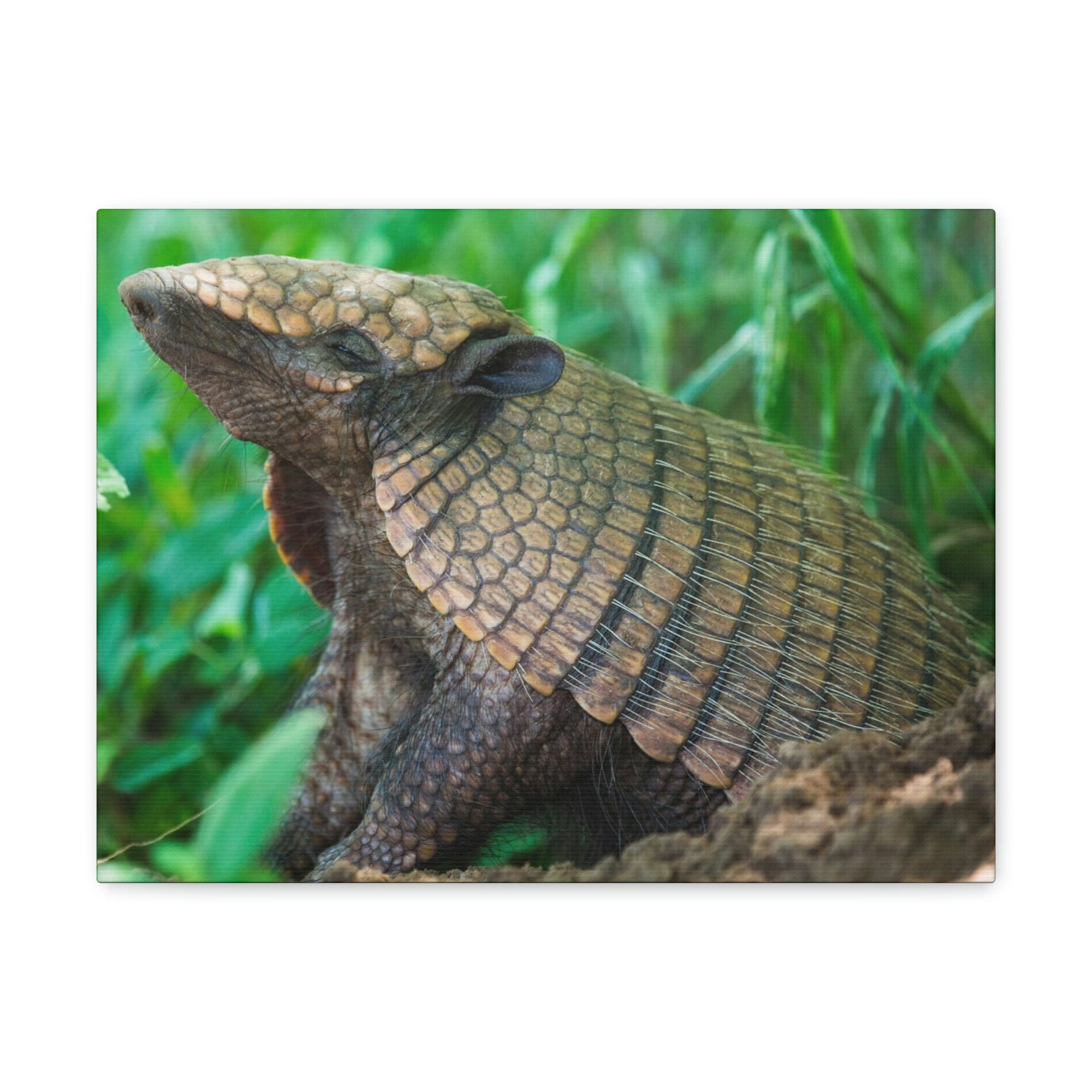 Funny Armadillo Silly Armadillo Outside Wall Art Ready to Hang Unframed-Express Your Love Gifts