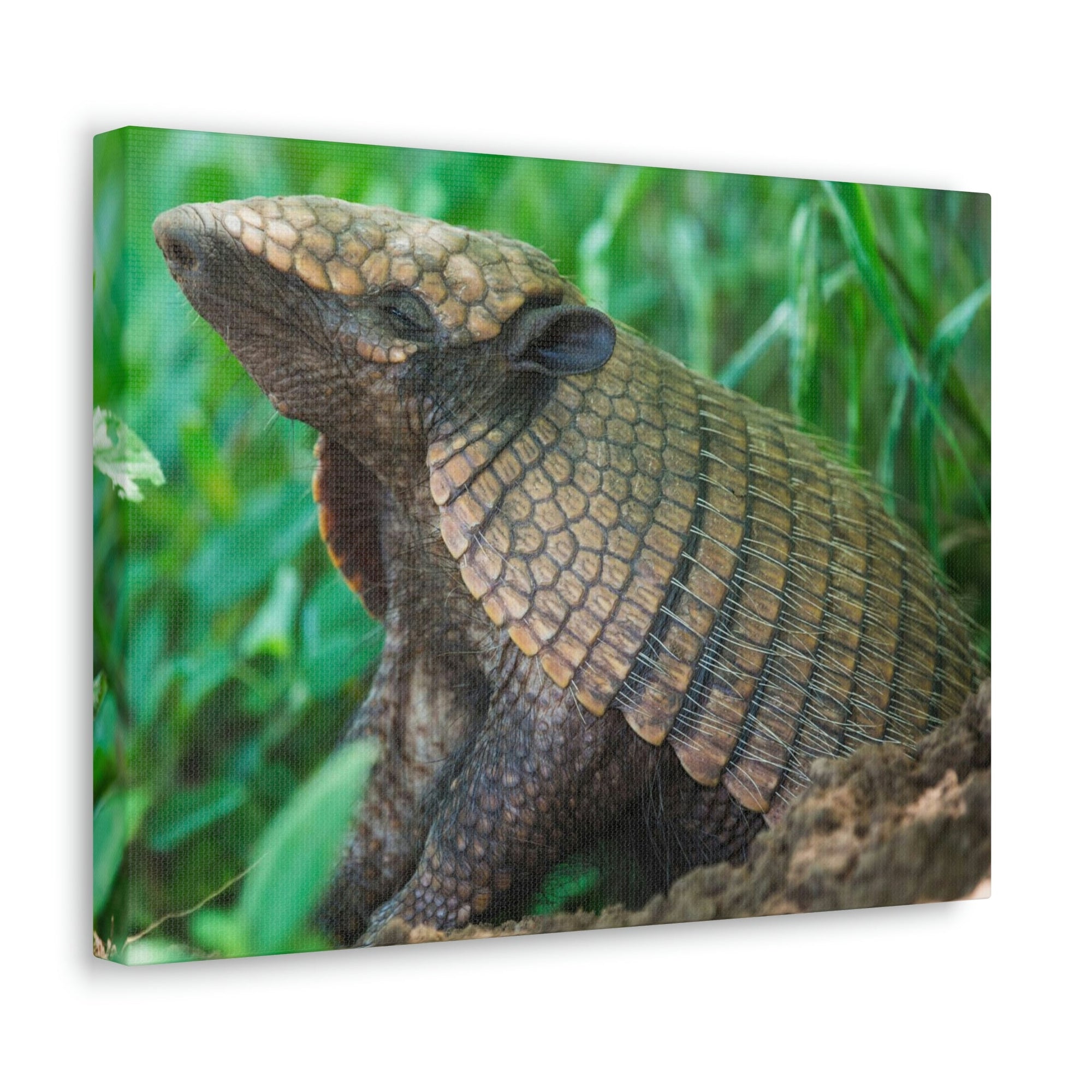 Funny Armadillo Silly Armadillo Outside Wall Art Ready to Hang Unframed-Express Your Love Gifts