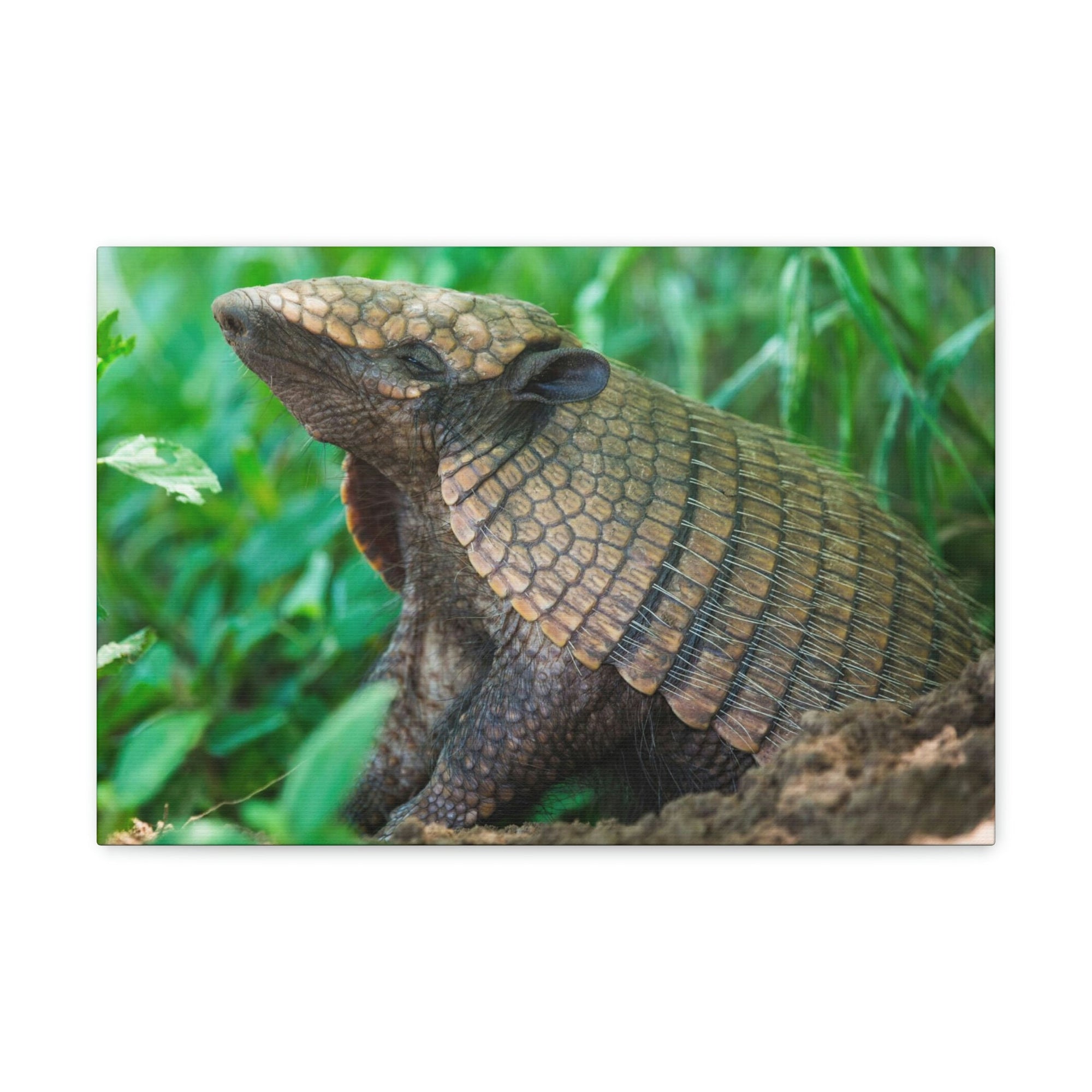 Funny Armadillo Silly Armadillo Outside Wall Art Ready to Hang Unframed-Express Your Love Gifts