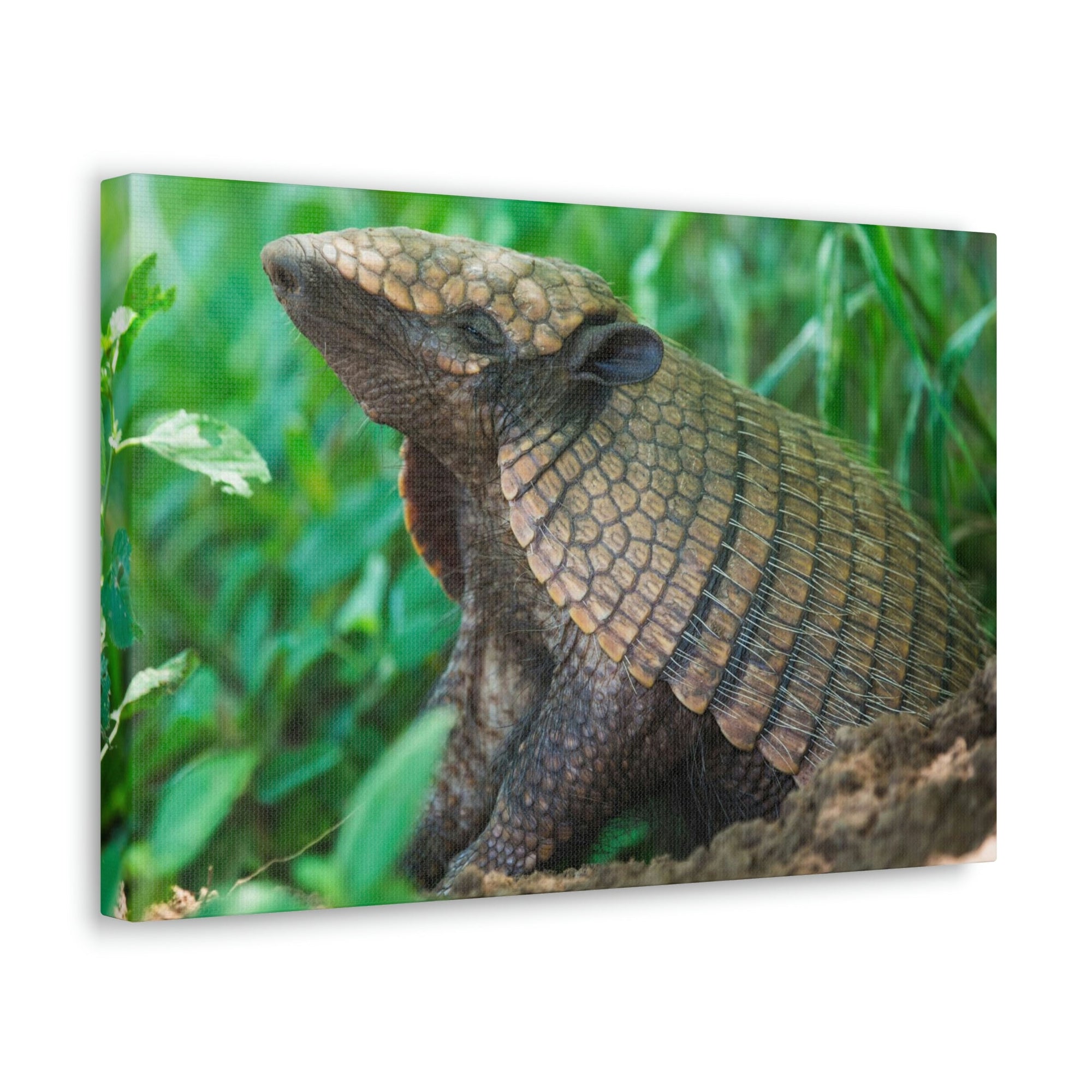 Funny Armadillo Silly Armadillo Outside Wall Art Ready to Hang Unframed-Express Your Love Gifts