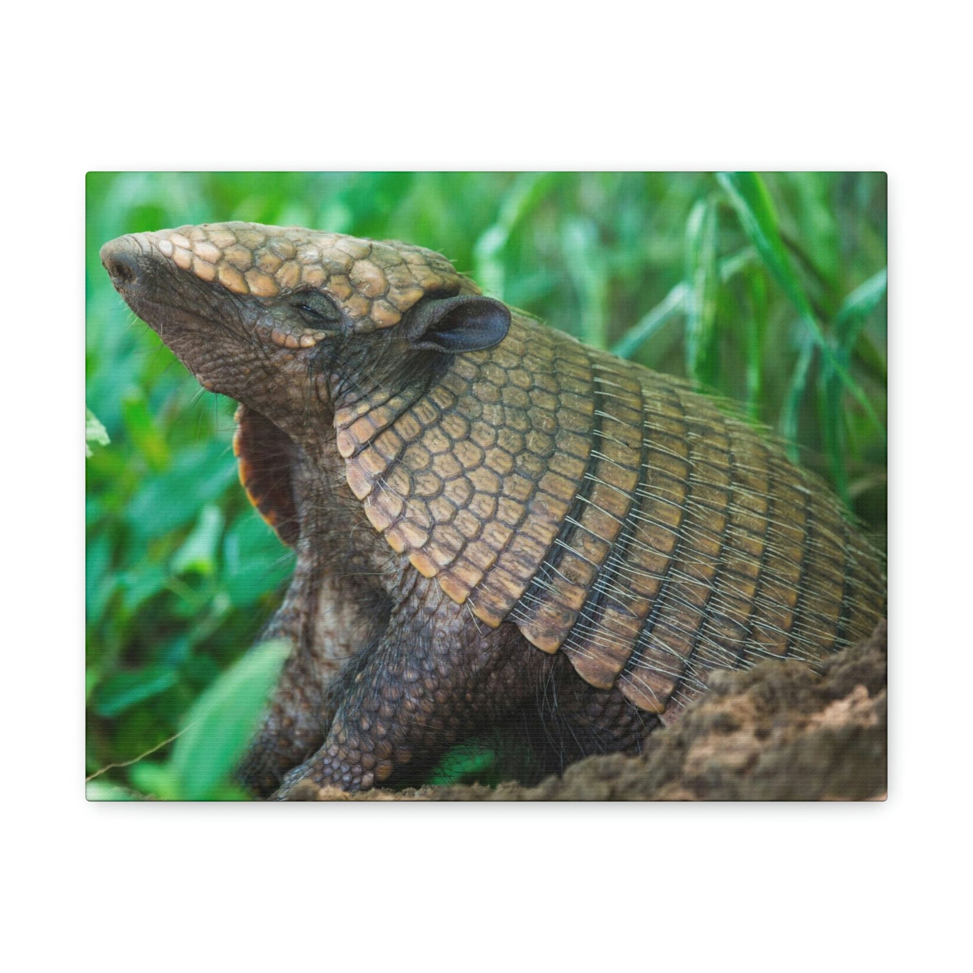 Funny Armadillo Silly Armadillo Outside Wall Art Ready to Hang Unframed-Express Your Love Gifts