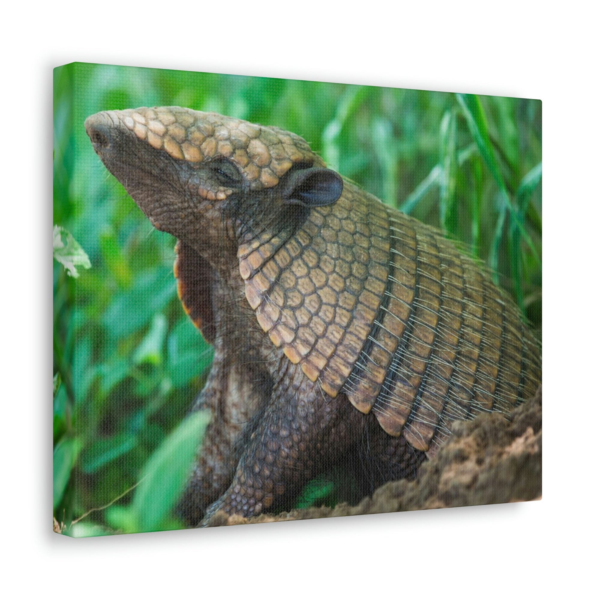 Funny Armadillo Silly Armadillo Outside Wall Art Ready to Hang Unframed-Express Your Love Gifts