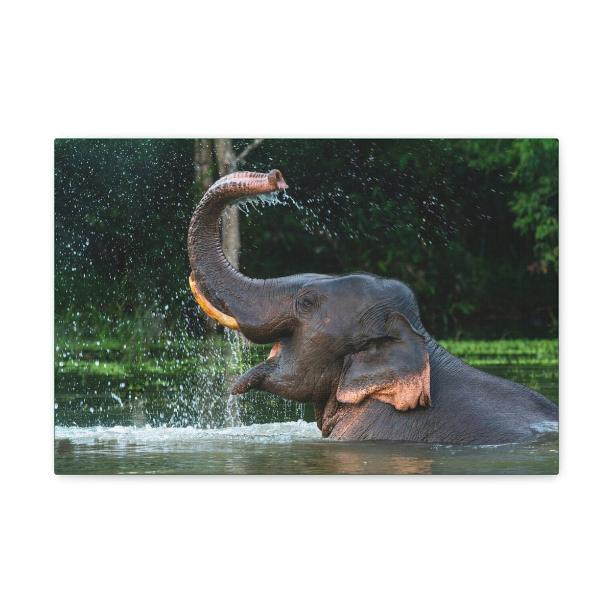 Funny Asian Elephant Silly Asian Elephant Outside wall Art Ready to Hang Unframed-Express Your Love Gifts