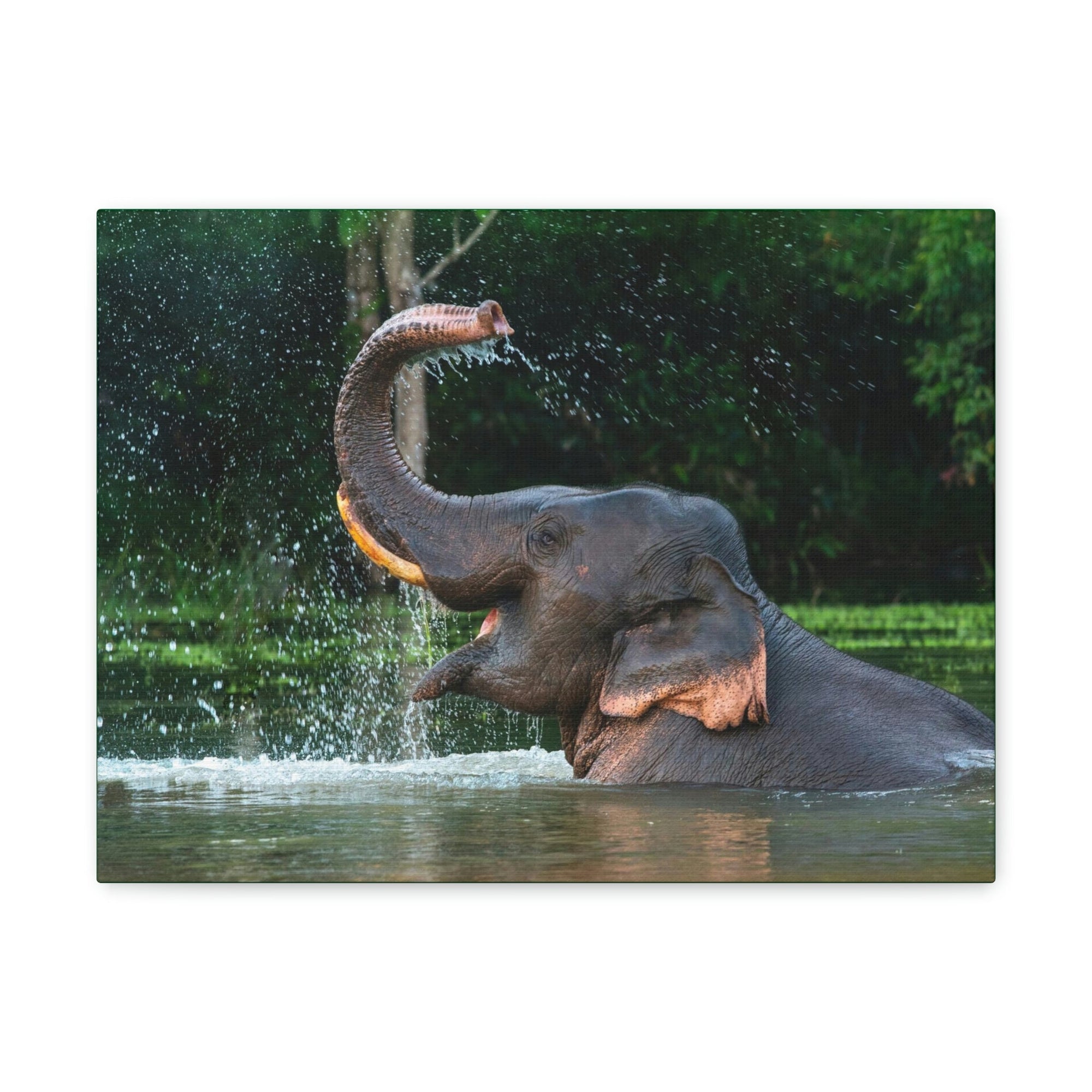 Funny Asian Elephant Silly Asian Elephant Outside wall Art Ready to Hang Unframed-Express Your Love Gifts