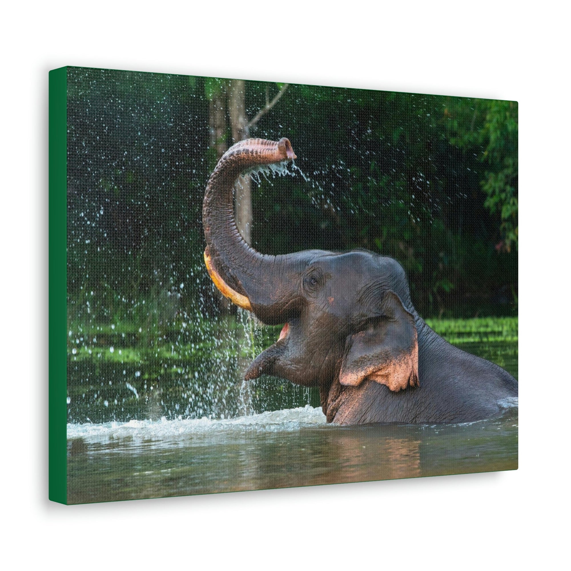 Funny Asian Elephant Silly Asian Elephant Outside wall Art Ready to Hang Unframed-Express Your Love Gifts