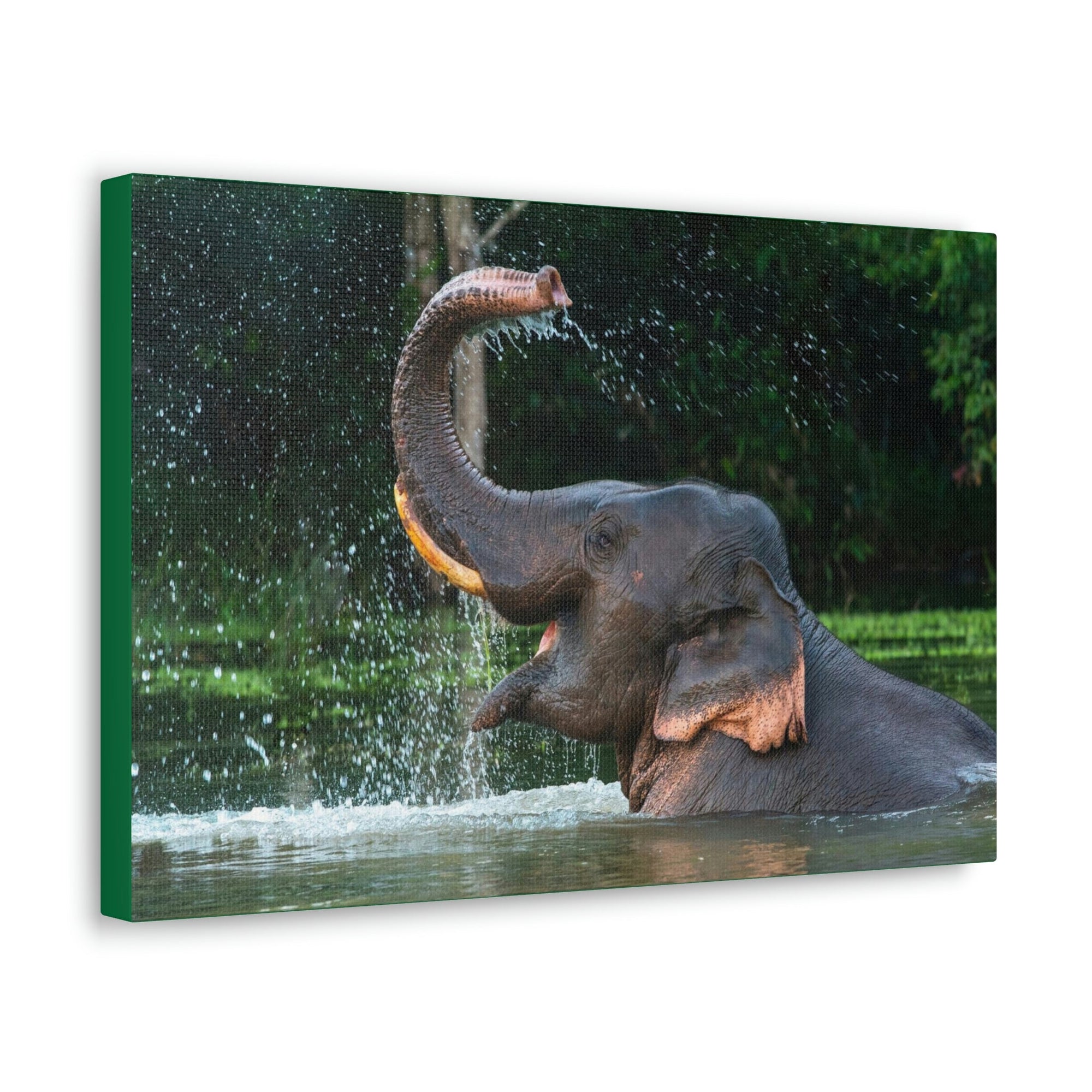 Funny Asian Elephant Silly Asian Elephant Outside wall Art Ready to Hang Unframed-Express Your Love Gifts