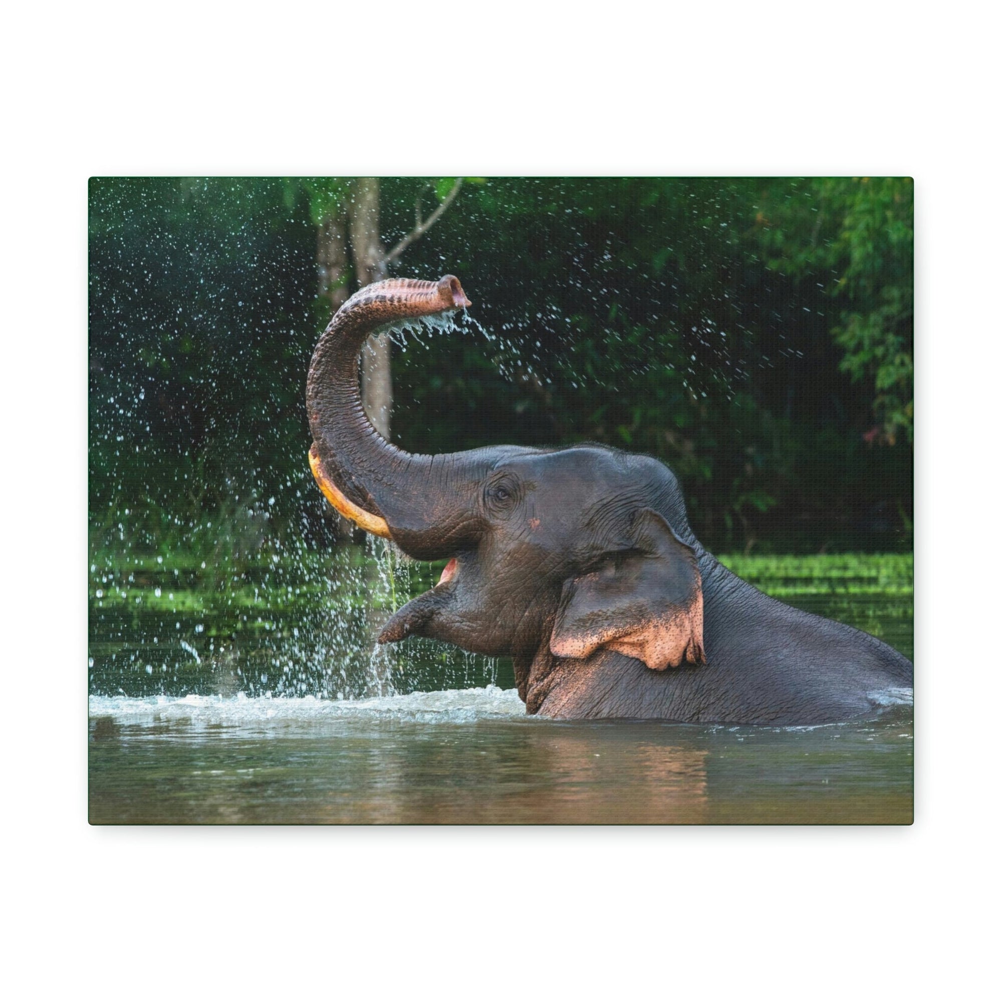 Funny Asian Elephant Silly Asian Elephant Outside wall Art Ready to Hang Unframed-Express Your Love Gifts