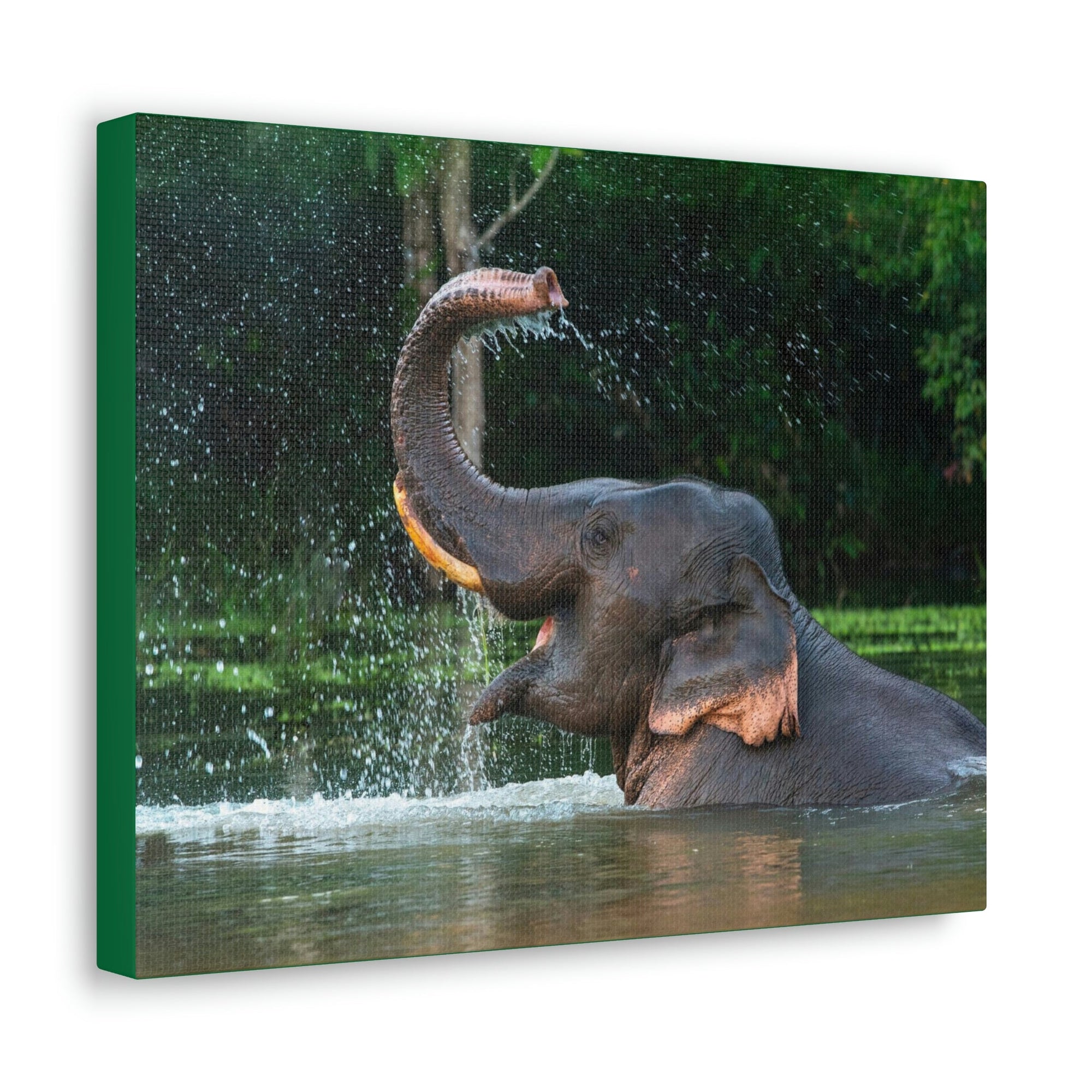 Funny Asian Elephant Silly Asian Elephant Outside wall Art Ready to Hang Unframed-Express Your Love Gifts