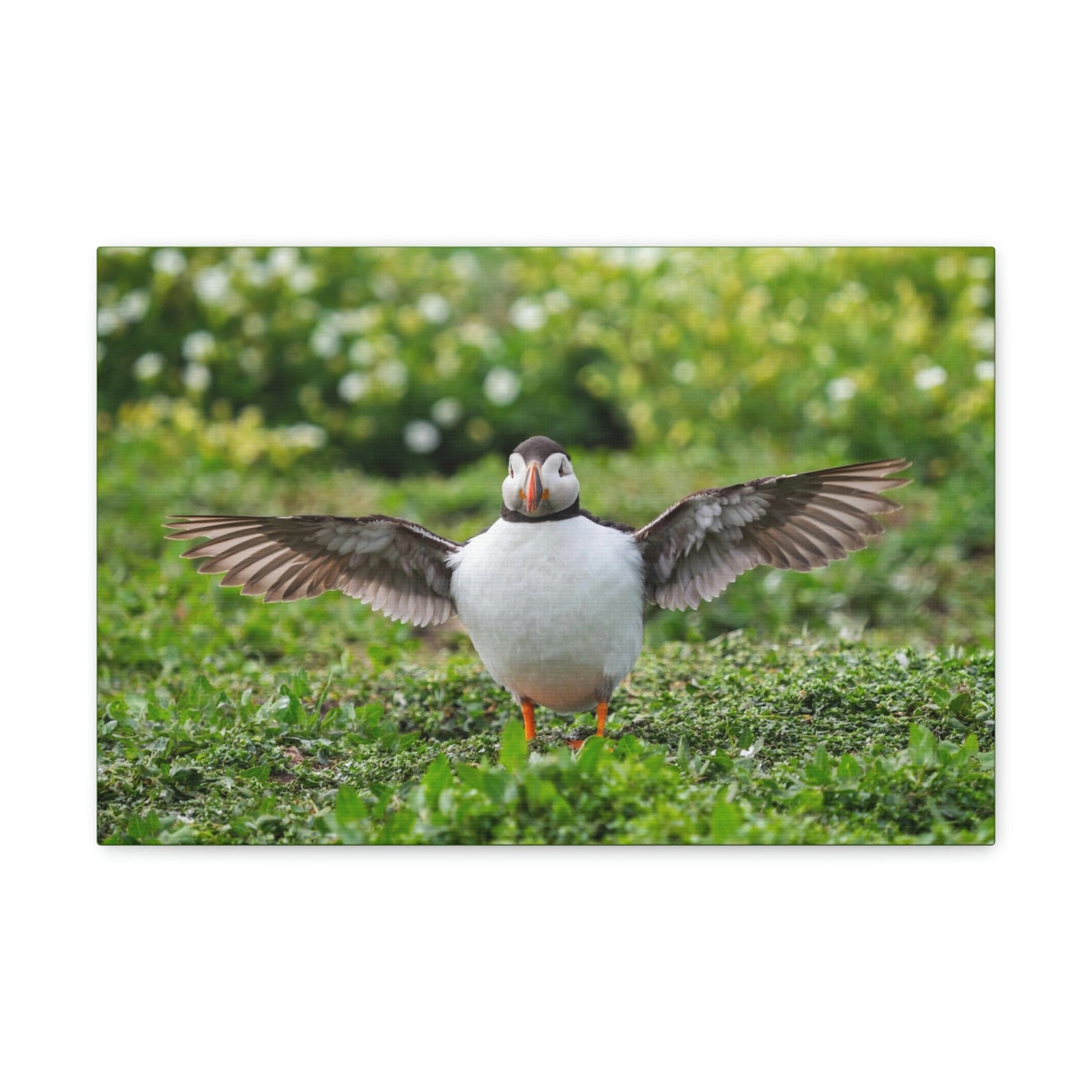 Funny Atlantic Puffin Outside Wall Art Ready to Hang Unframed-Express Your Love Gifts