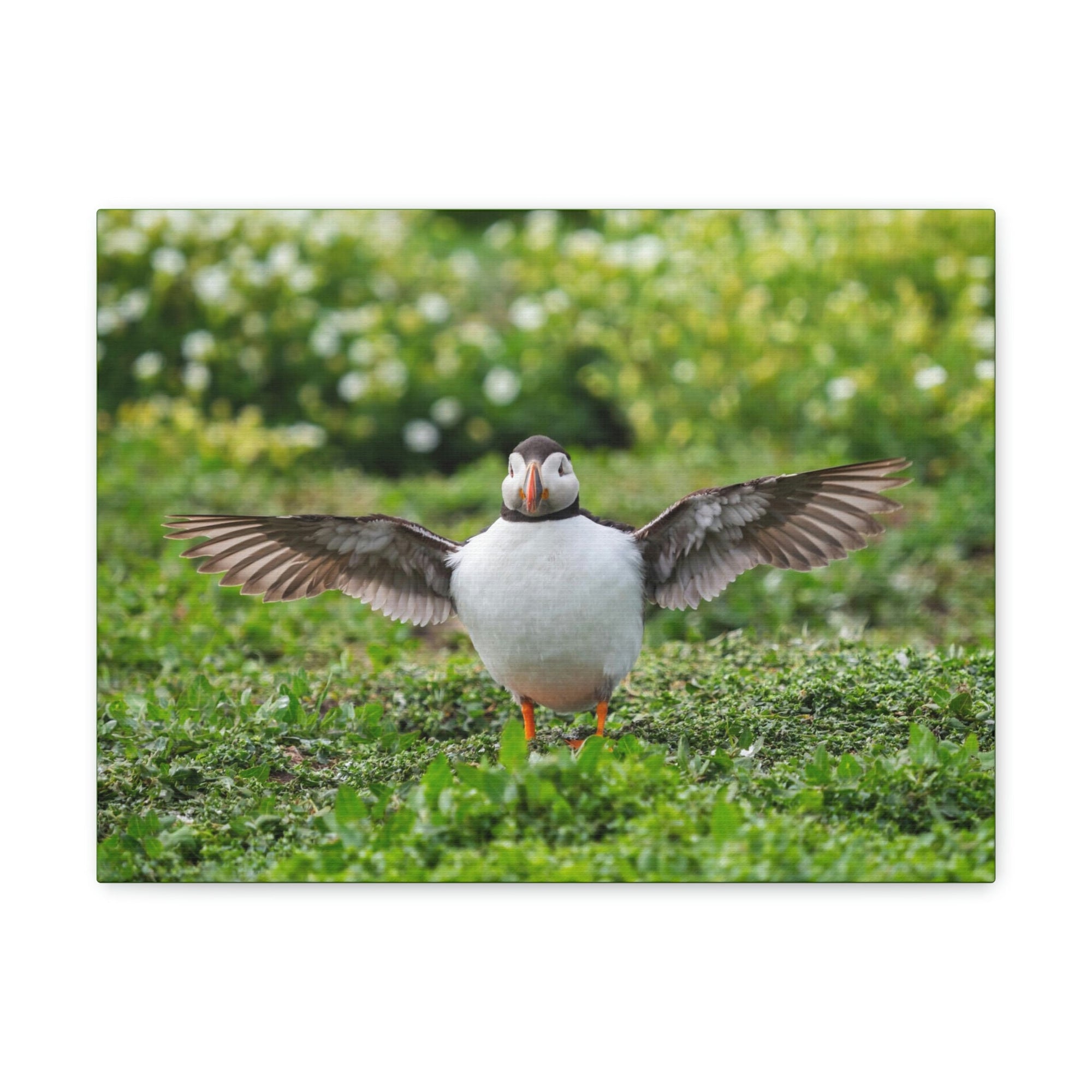 Funny Atlantic Puffin Outside Wall Art Ready to Hang Unframed-Express Your Love Gifts