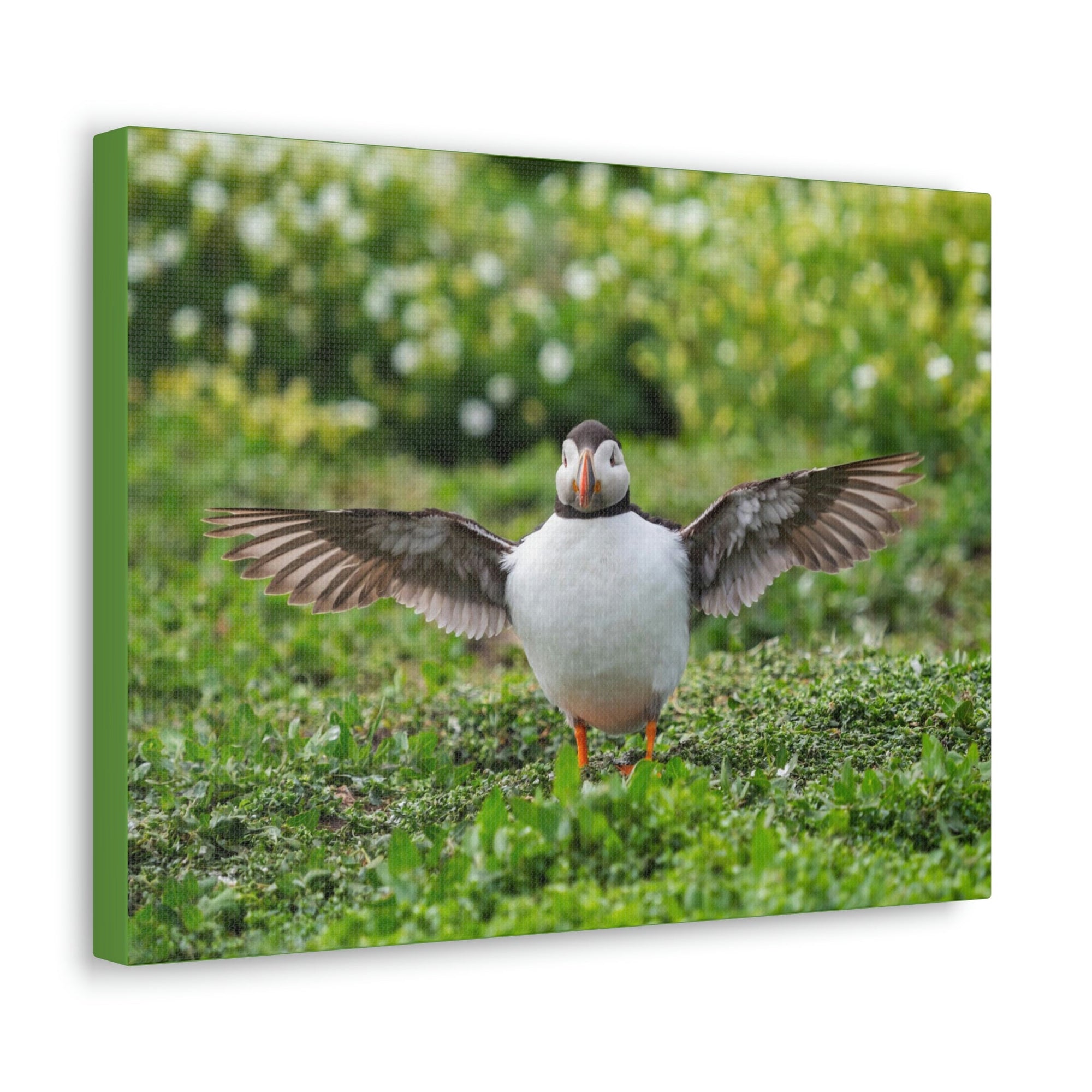 Funny Atlantic Puffin Outside Wall Art Ready to Hang Unframed-Express Your Love Gifts