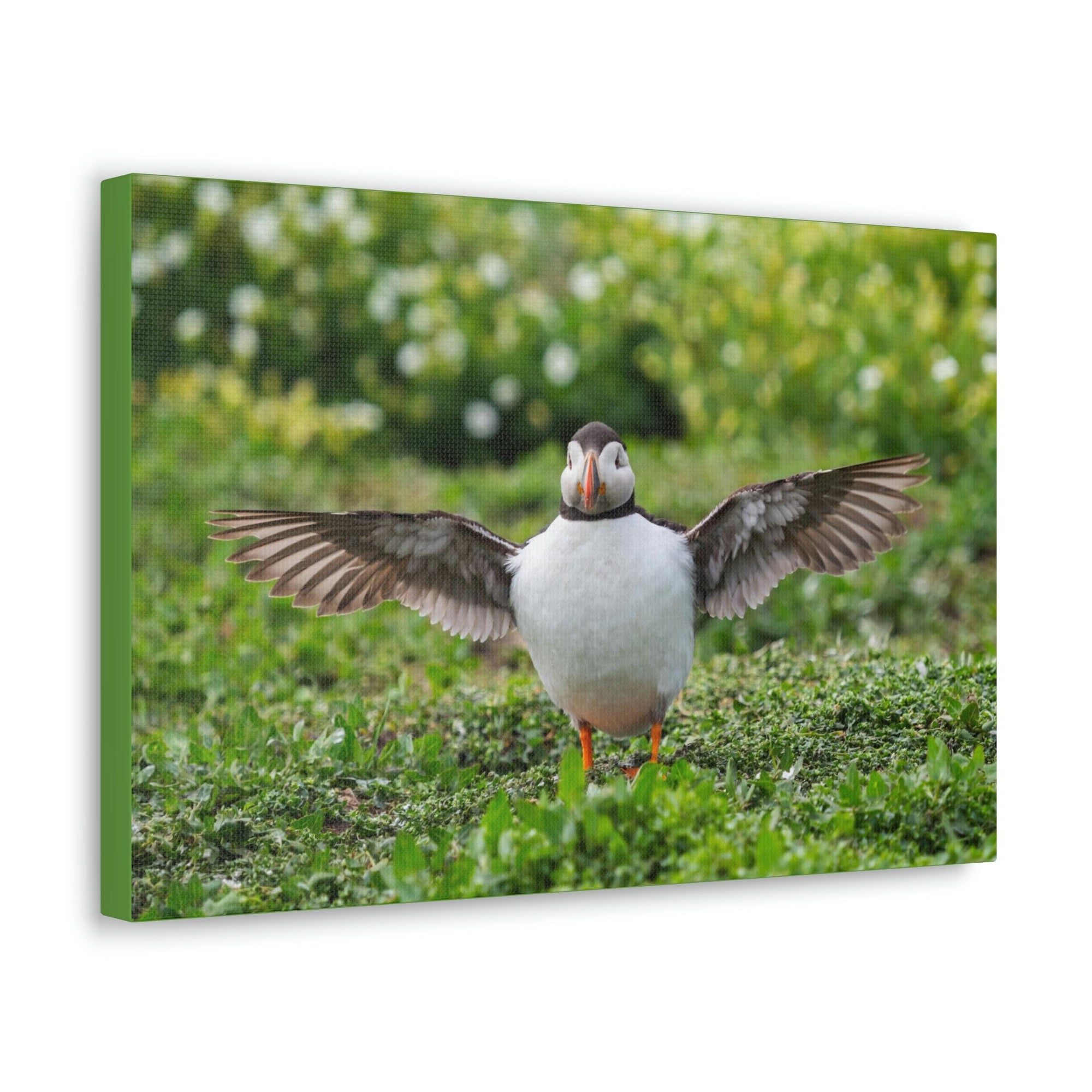 Funny Atlantic Puffin Outside Wall Art Ready to Hang Unframed-Express Your Love Gifts