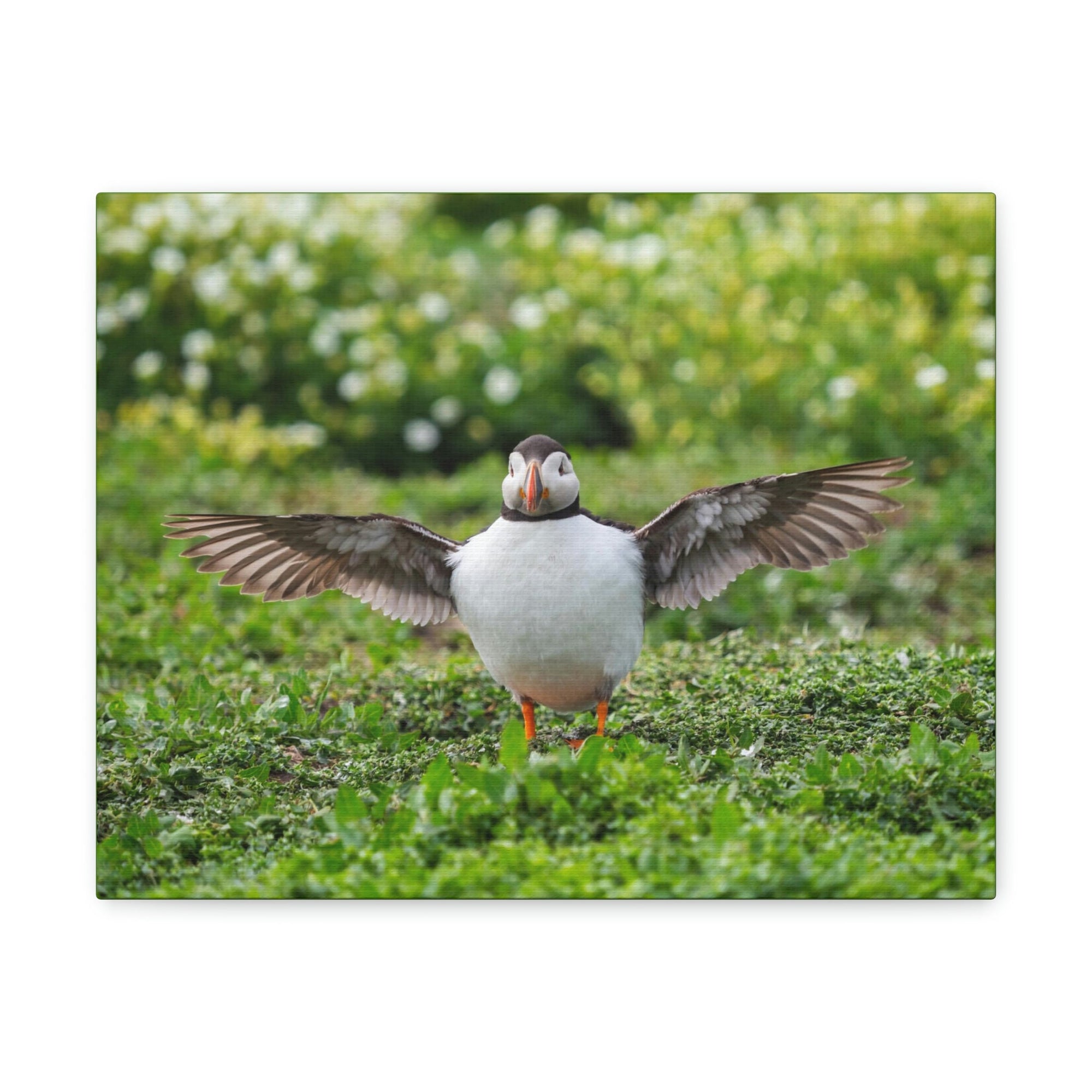 Funny Atlantic Puffin Outside Wall Art Ready to Hang Unframed-Express Your Love Gifts