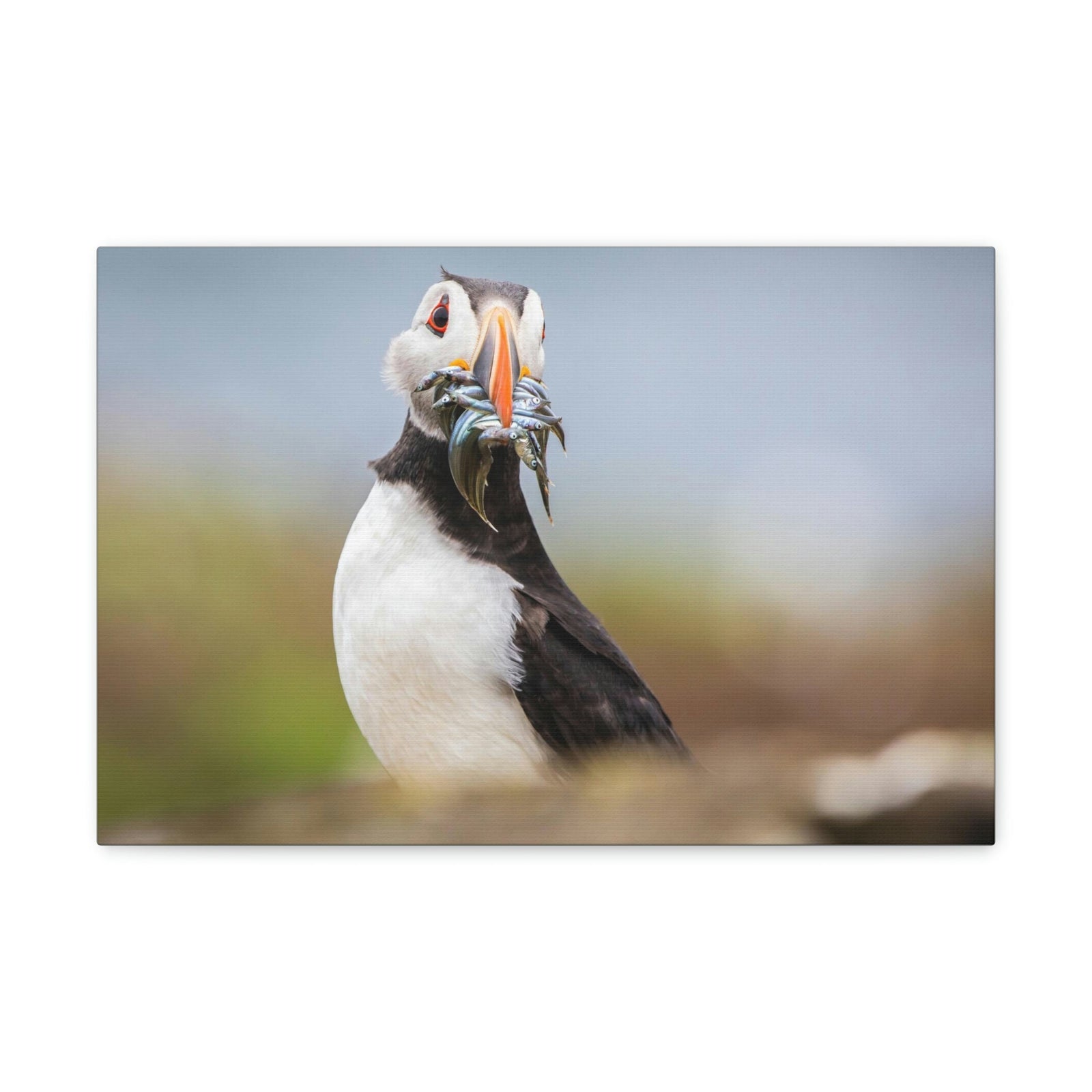 Funny Atlantic Puffin Silly Atlantic Puffin Inside Wall Art Ready to Hang Unframed-Express Your Love Gifts