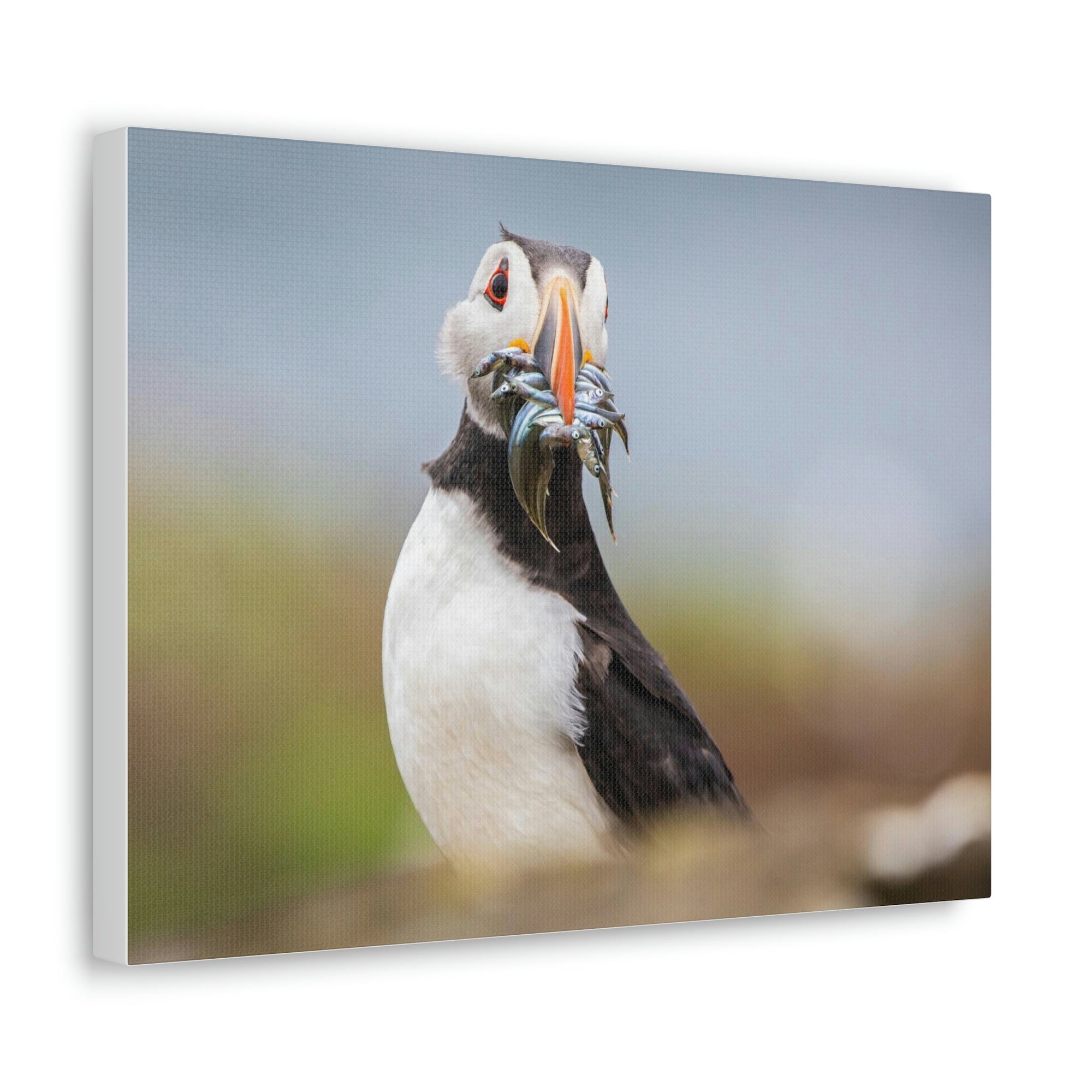 Funny Atlantic Puffin Silly Atlantic Puffin Inside Wall Art Ready to Hang Unframed-Express Your Love Gifts