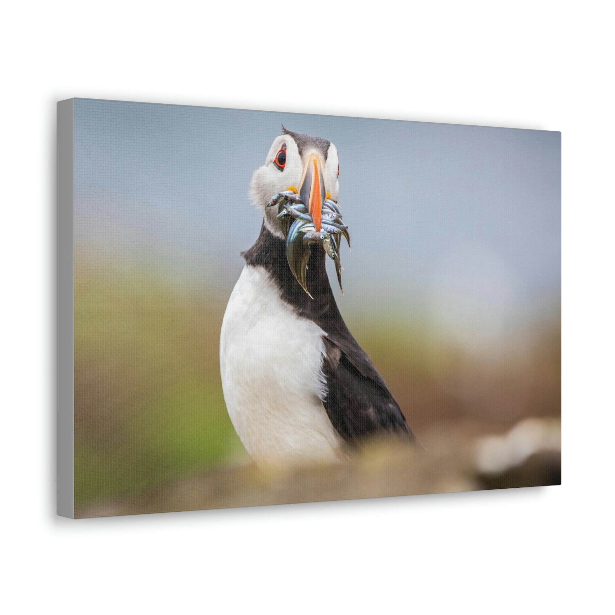 Funny Atlantic Puffin Silly Atlantic Puffin Inside Wall Art Ready to Hang Unframed-Express Your Love Gifts