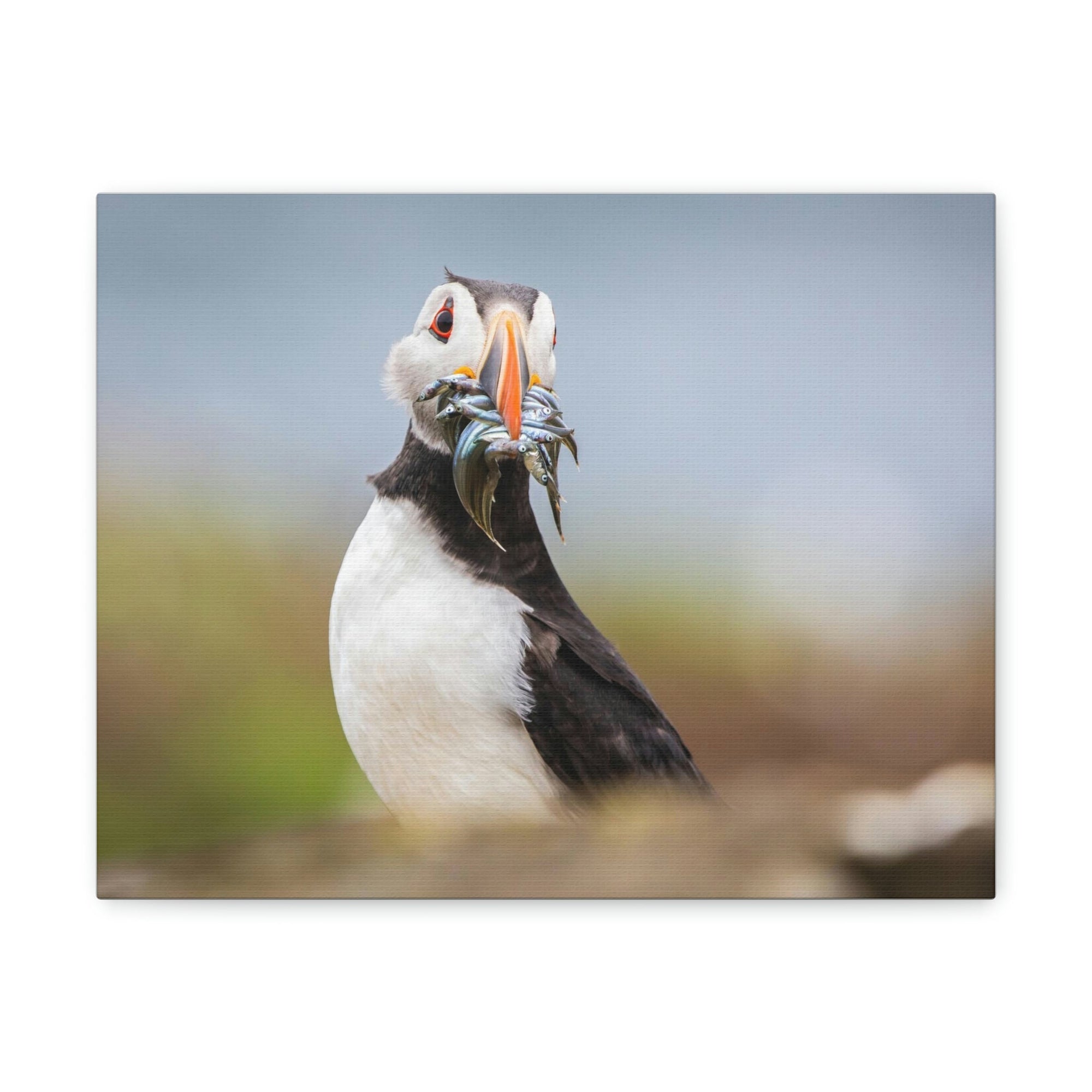 Funny Atlantic Puffin Silly Atlantic Puffin Inside Wall Art Ready to Hang Unframed-Express Your Love Gifts