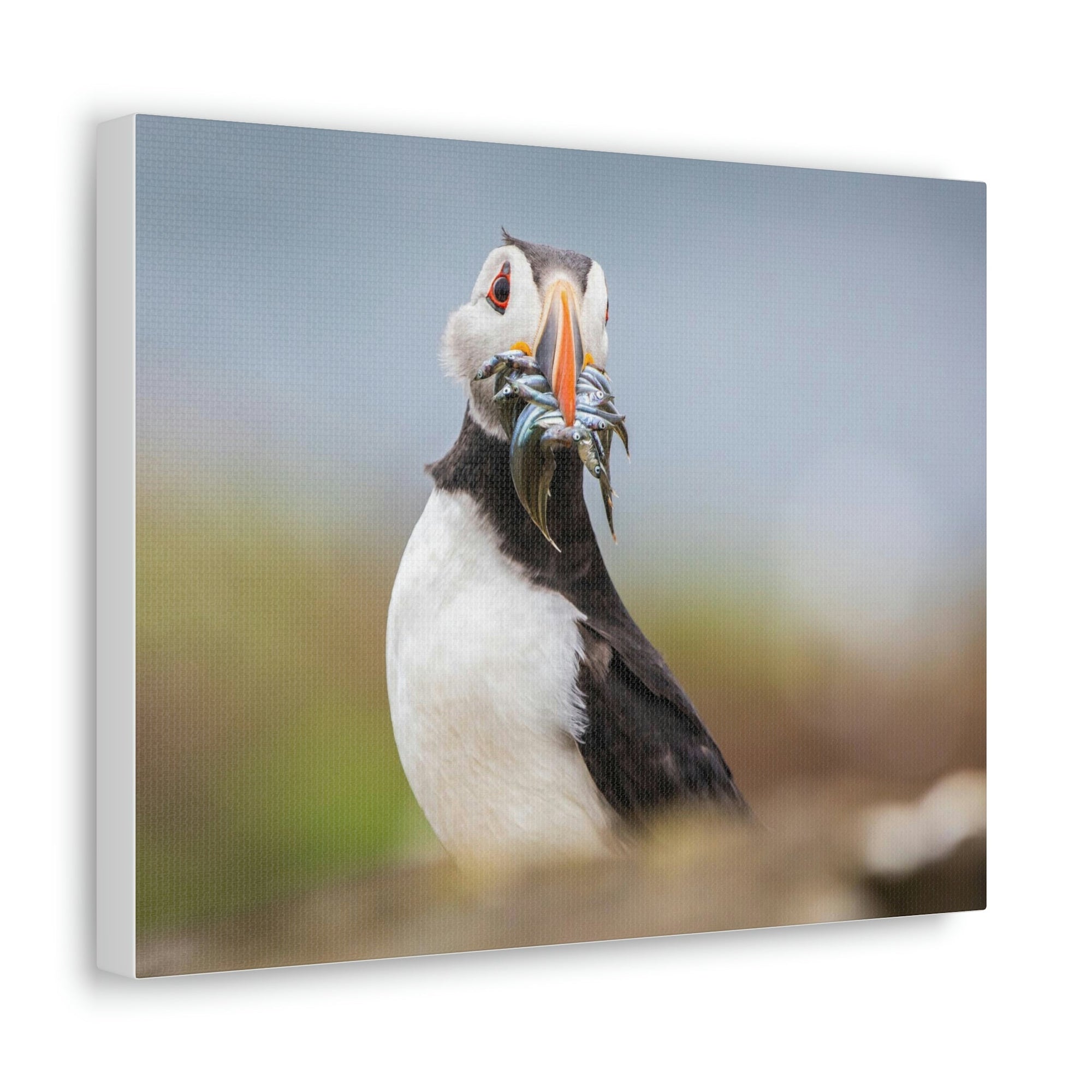 Funny Atlantic Puffin Silly Atlantic Puffin Inside Wall Art Ready to Hang Unframed-Express Your Love Gifts