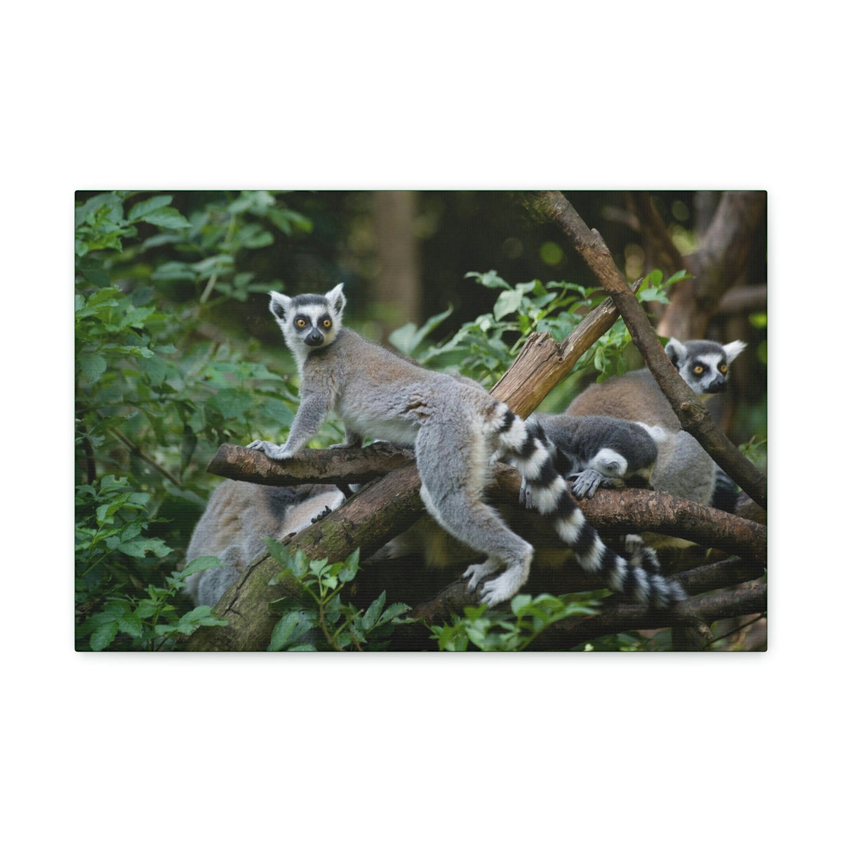 Funny Aye-Aye Silly Aye-Aye Couple Wall Art Ready to Hang Unframed-Express Your Love Gifts