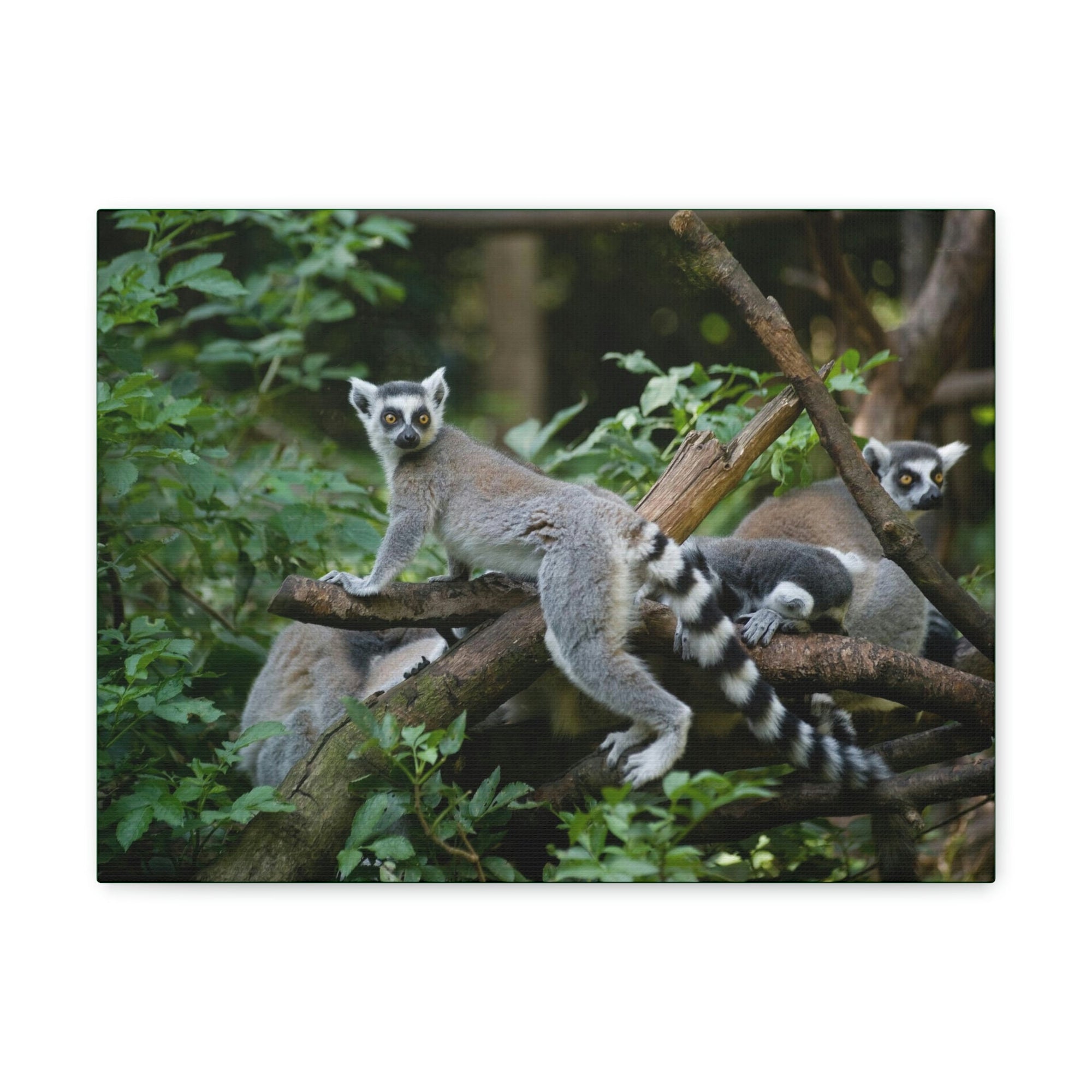 Funny Aye-Aye Silly Aye-Aye Couple Wall Art Ready to Hang Unframed-Express Your Love Gifts