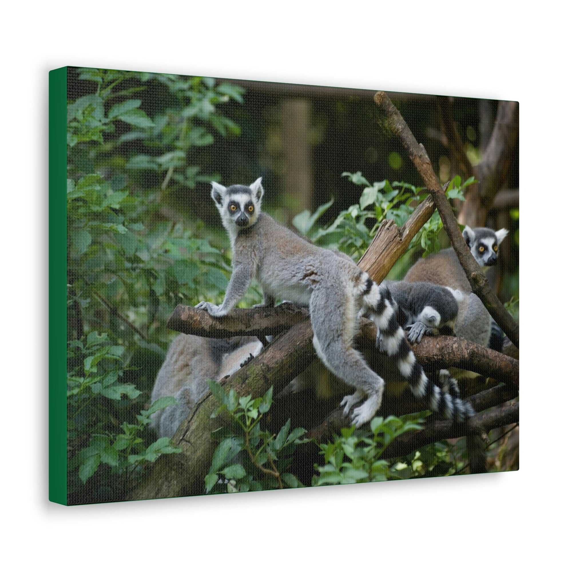 Funny Aye-Aye Silly Aye-Aye Couple Wall Art Ready to Hang Unframed-Express Your Love Gifts