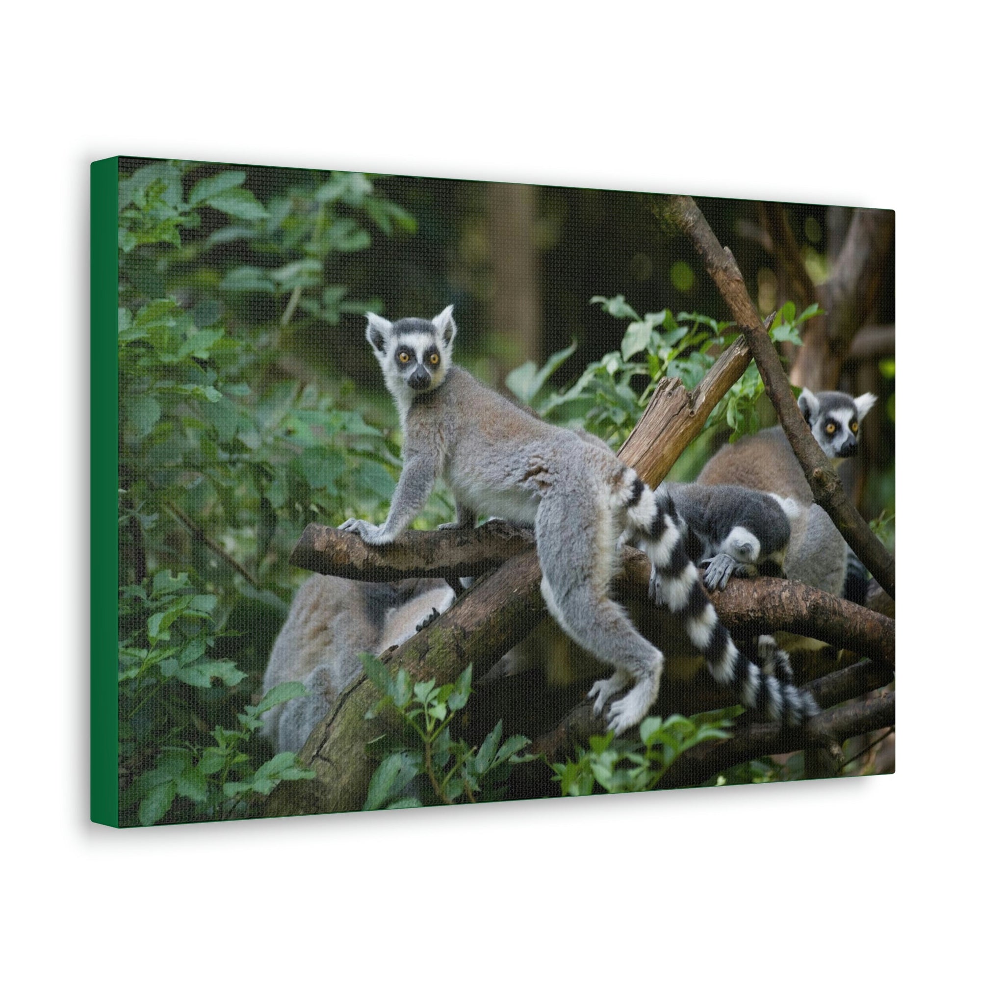 Funny Aye-Aye Silly Aye-Aye Couple Wall Art Ready to Hang Unframed-Express Your Love Gifts