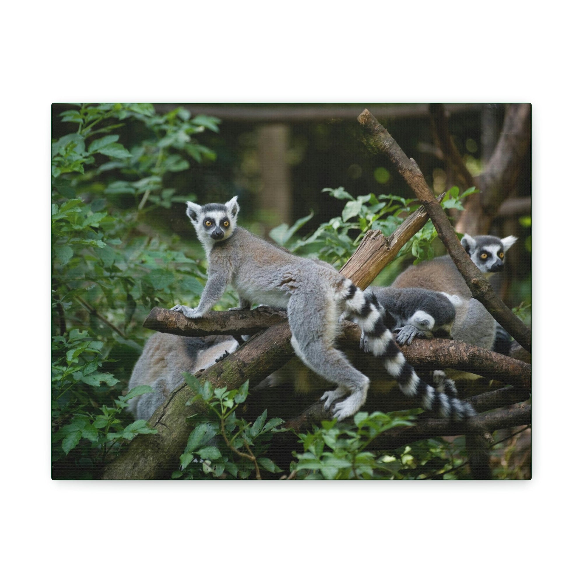 Funny Aye-Aye Silly Aye-Aye Couple Wall Art Ready to Hang Unframed-Express Your Love Gifts