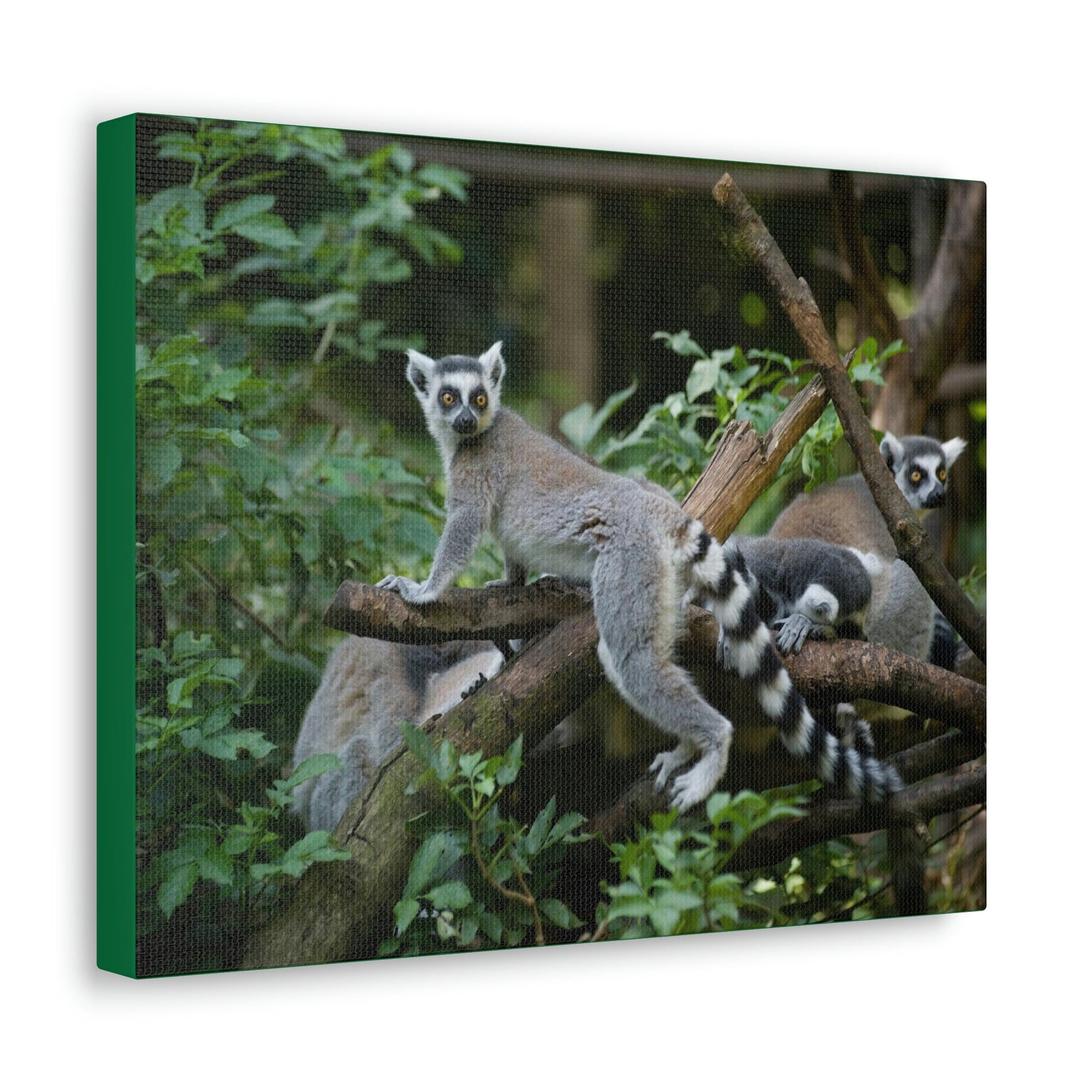 Funny Aye-Aye Silly Aye-Aye Couple Wall Art Ready to Hang Unframed-Express Your Love Gifts