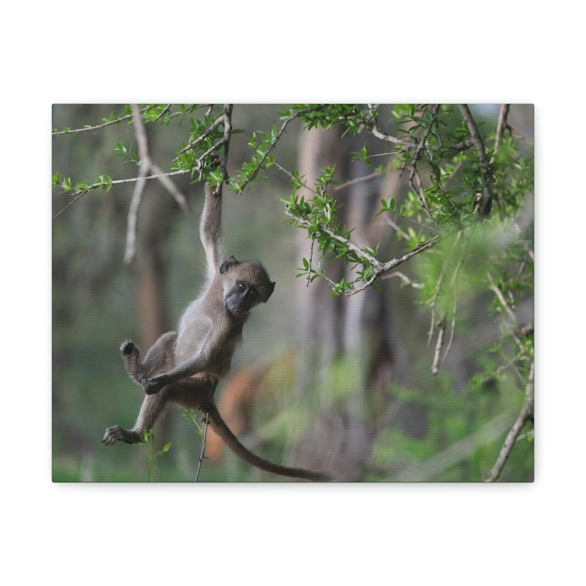 Funny Baboon Outside Wall Art Ready to Hang Unframed-Express Your Love Gifts