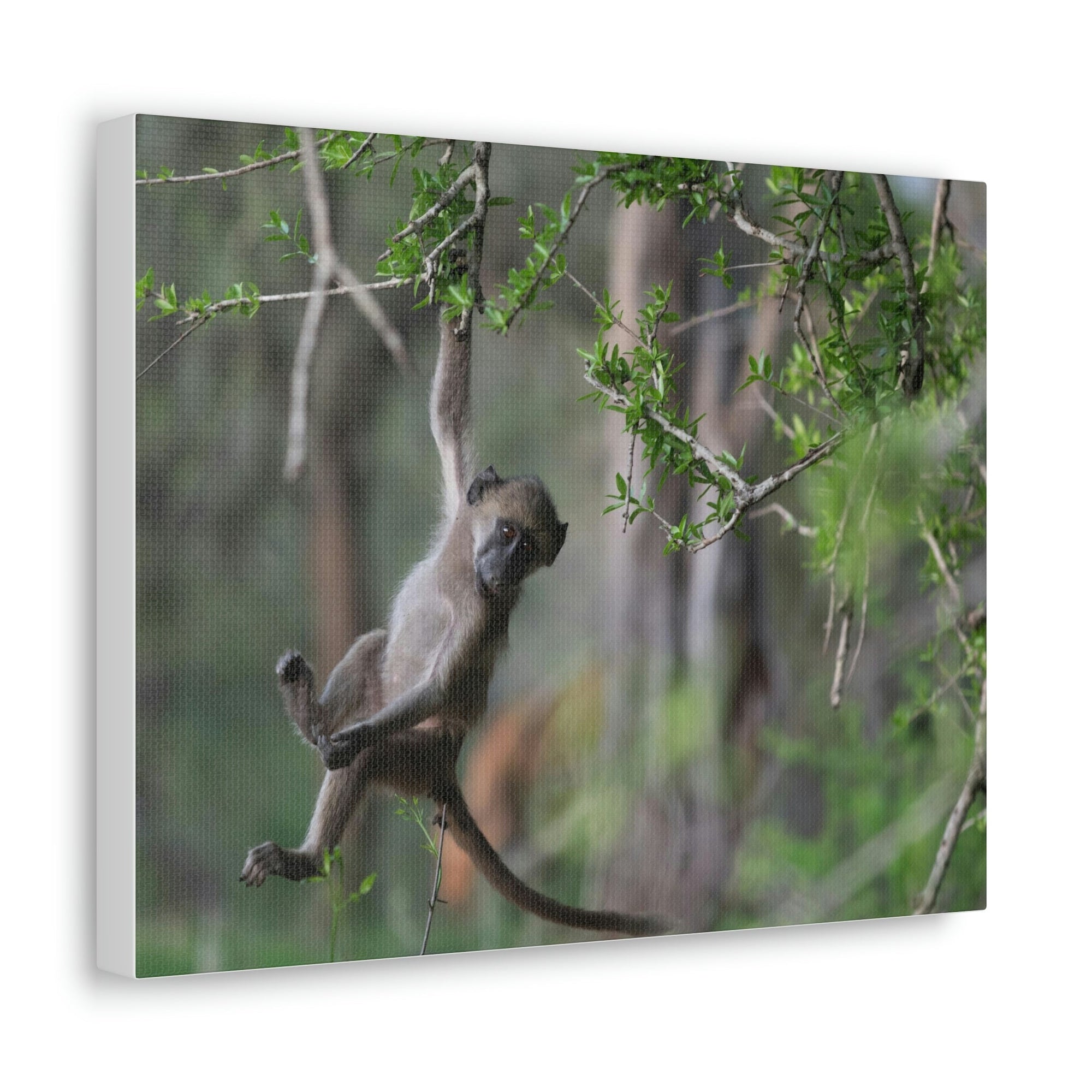 Funny Baboon Outside Wall Art Ready to Hang Unframed-Express Your Love Gifts