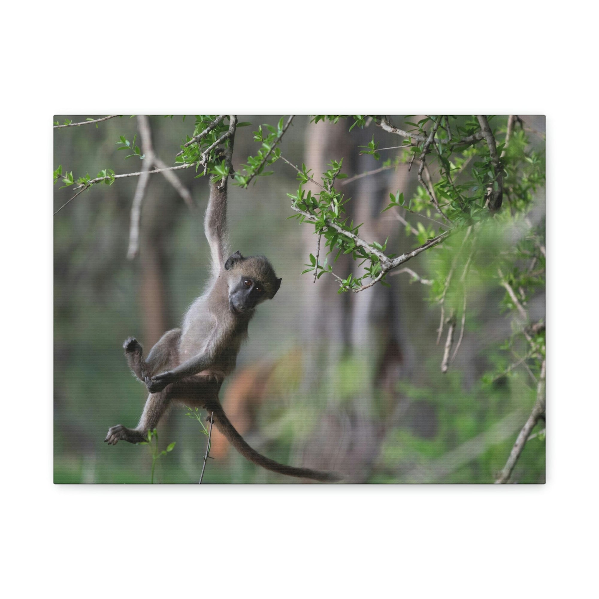 Funny Baboon Outside Wall Art Ready to Hang Unframed-Express Your Love Gifts