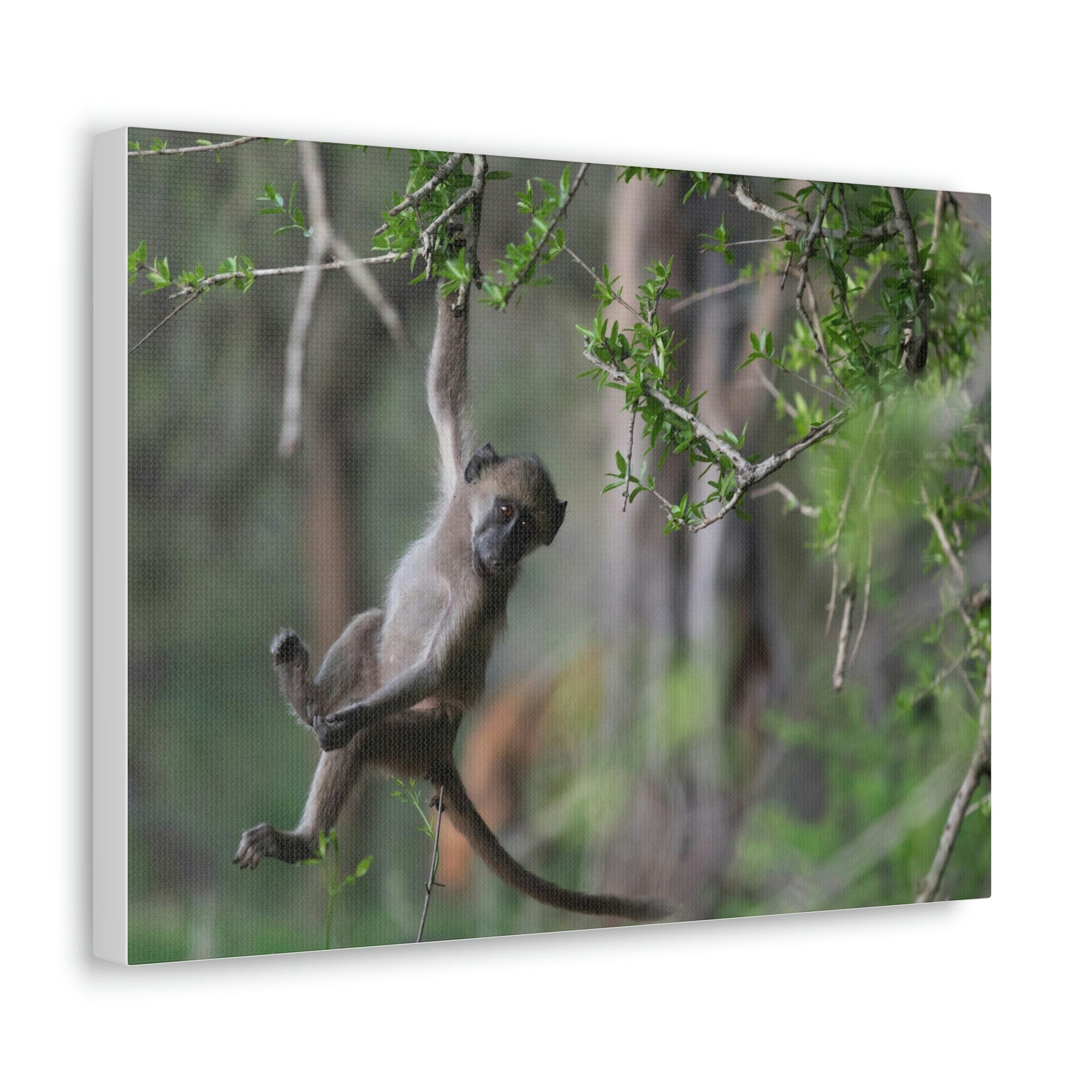 Funny Baboon Outside Wall Art Ready to Hang Unframed-Express Your Love Gifts