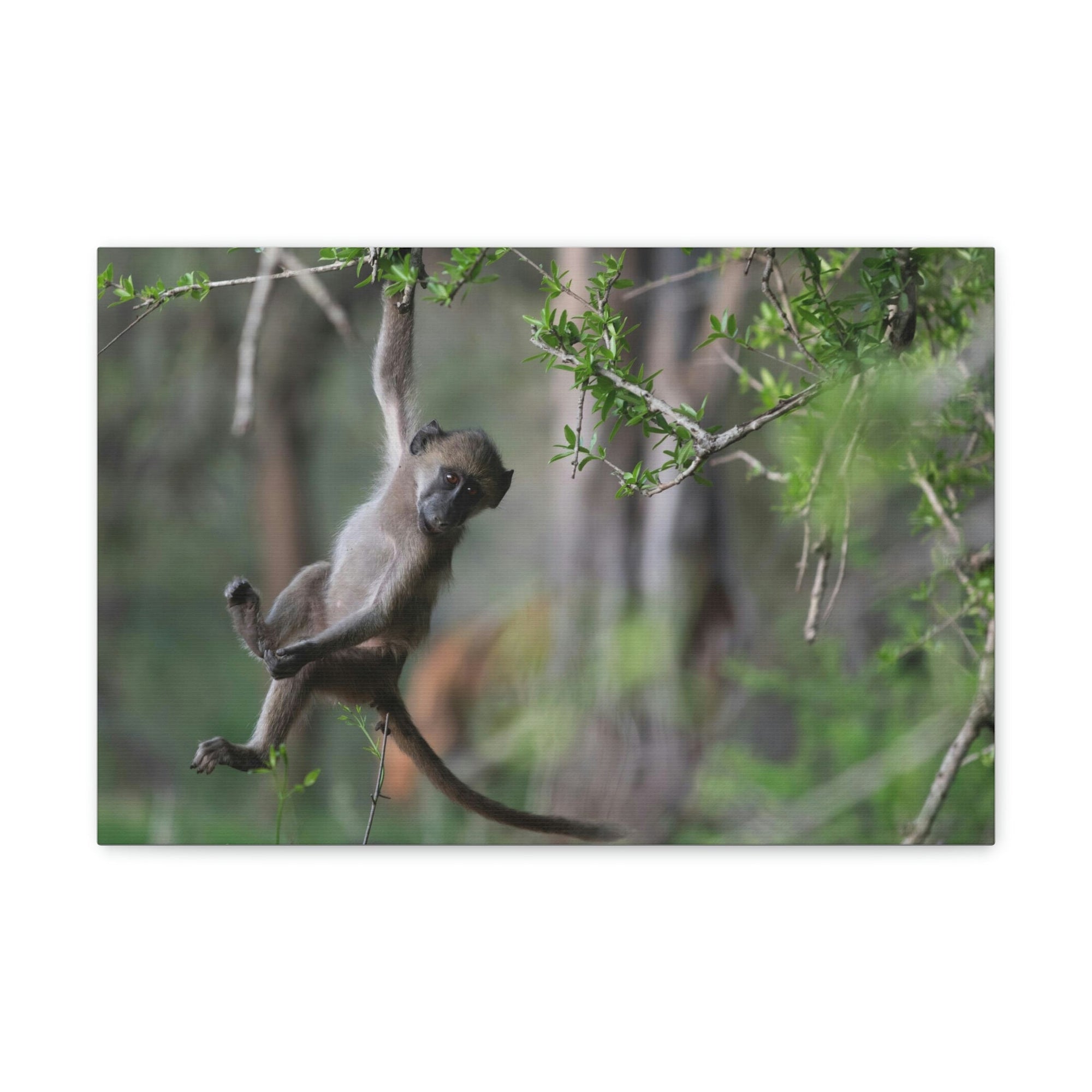 Funny Baboon Outside Wall Art Ready to Hang Unframed-Express Your Love Gifts