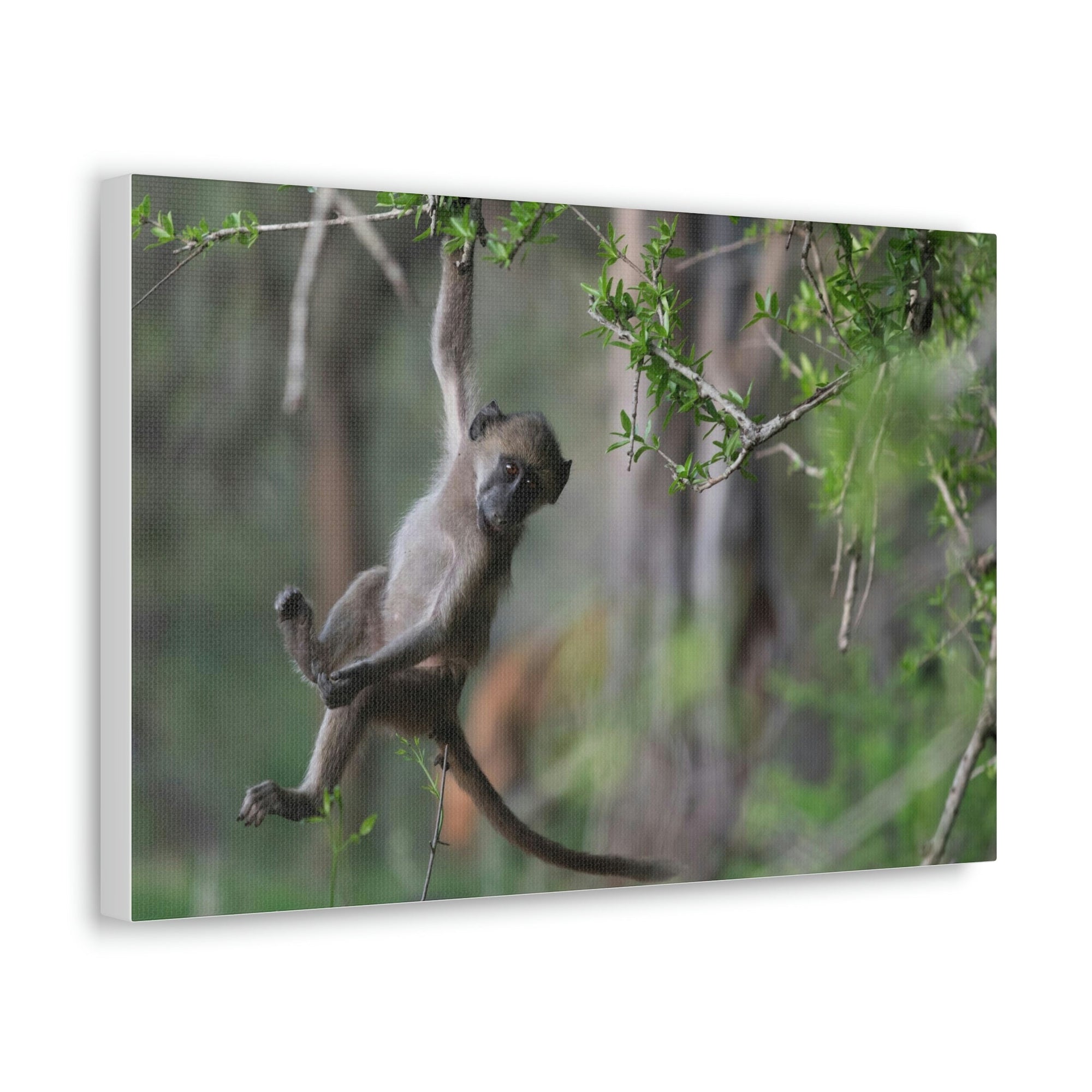 Funny Baboon Outside Wall Art Ready to Hang Unframed-Express Your Love Gifts