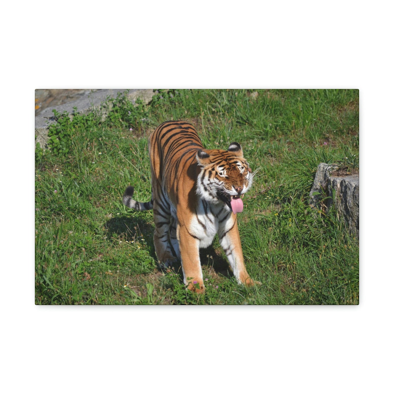 Funny Bangle Tiger in a Zoo Outside Wall Art Ready to Hang Unframed-Express Your Love Gifts