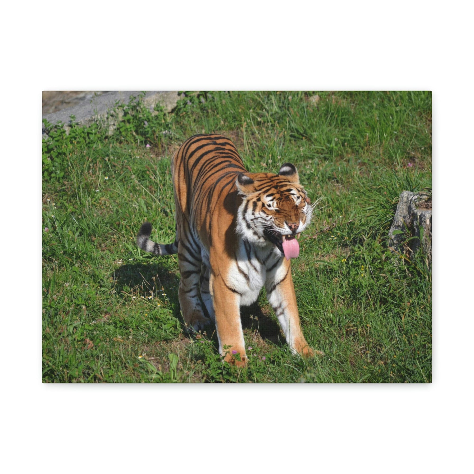 Funny Bangle Tiger in a Zoo Outside Wall Art Ready to Hang Unframed-Express Your Love Gifts