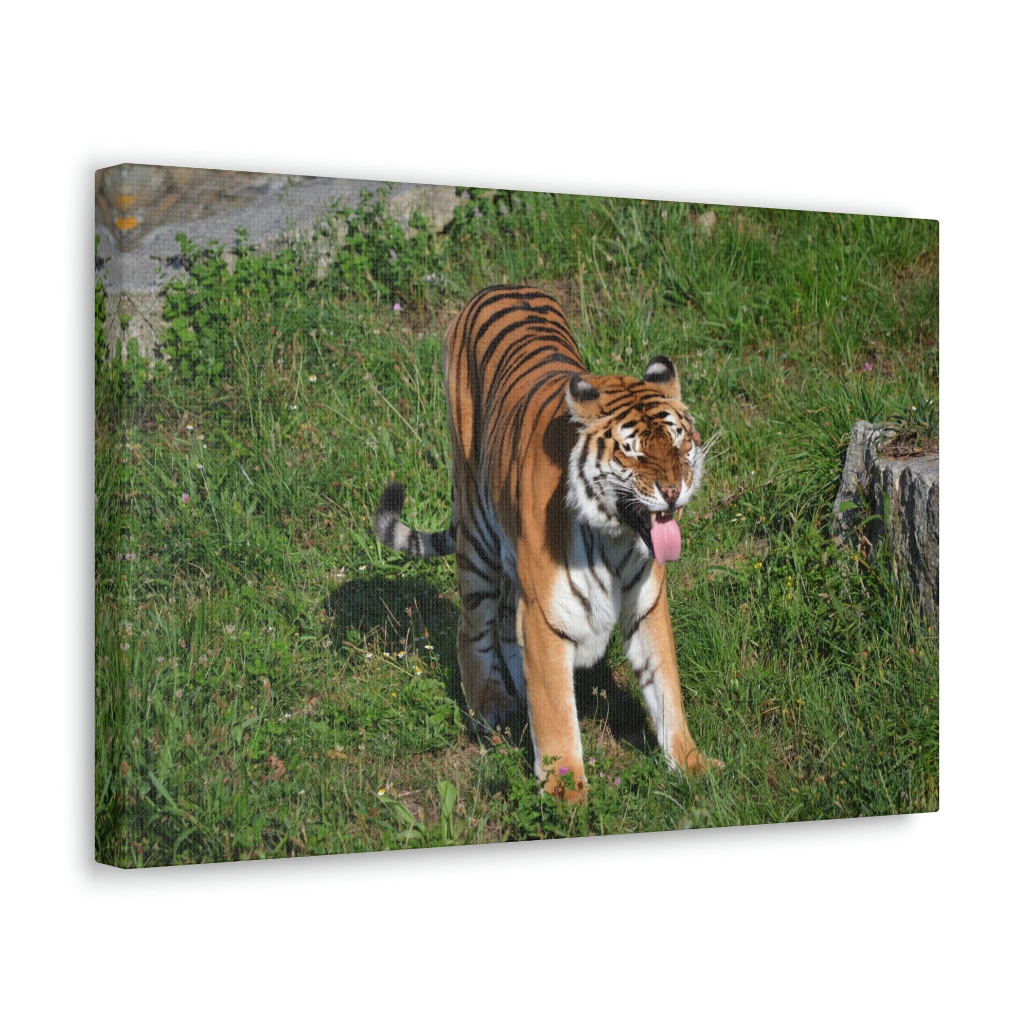 Funny Bangle Tiger in a Zoo Outside Wall Art Ready to Hang Unframed-Express Your Love Gifts