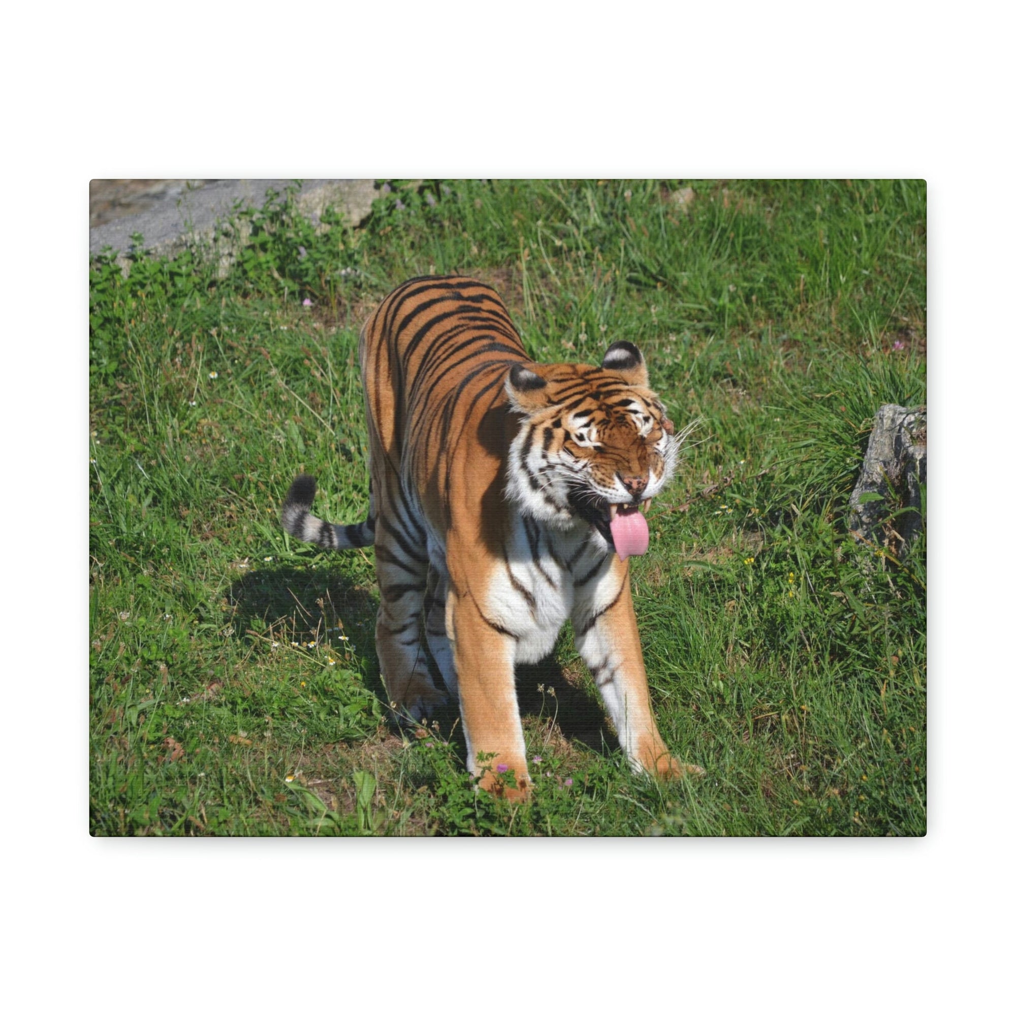 Funny Bangle Tiger in a Zoo Outside Wall Art Ready to Hang Unframed-Express Your Love Gifts