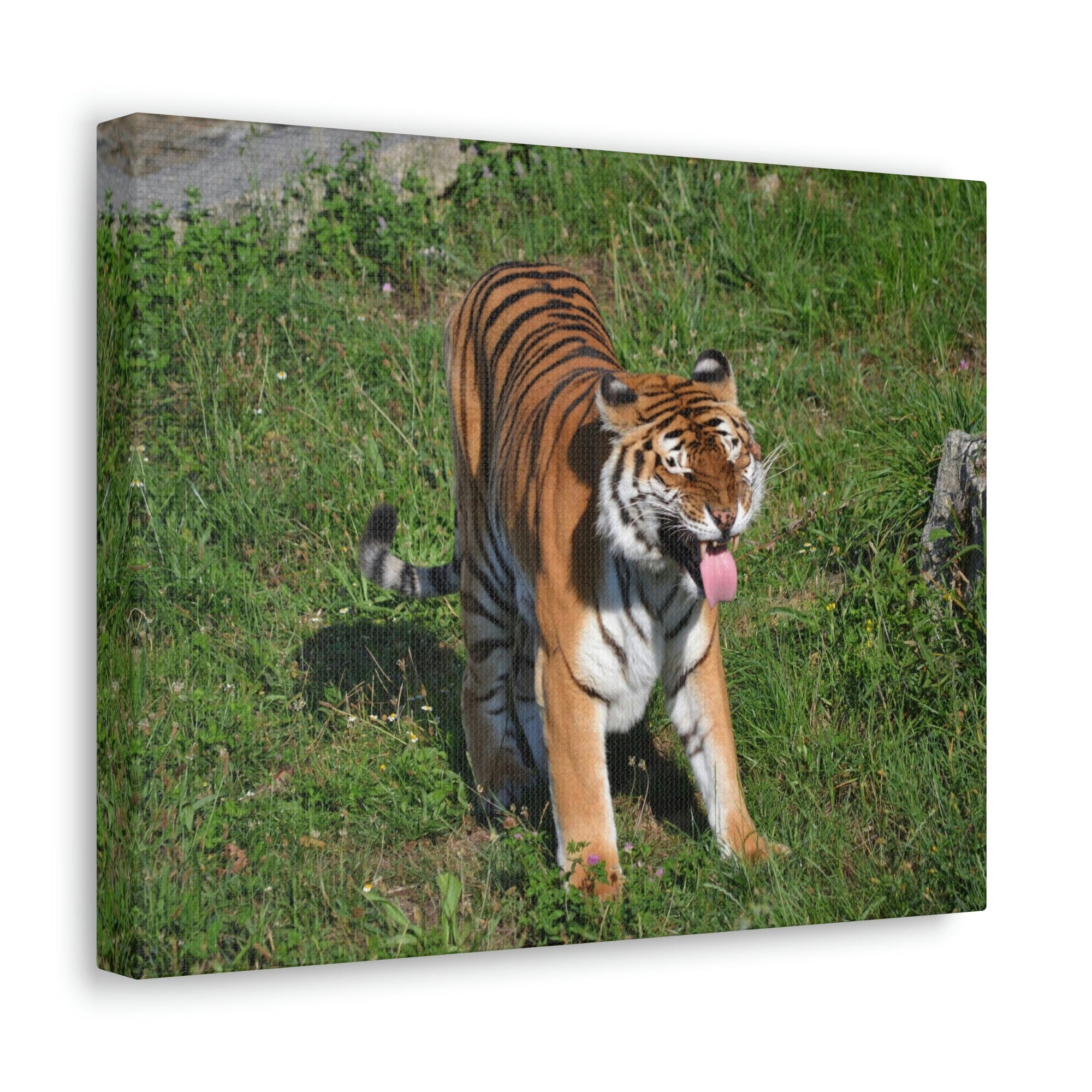 Funny Bangle Tiger in a Zoo Outside Wall Art Ready to Hang Unframed-Express Your Love Gifts