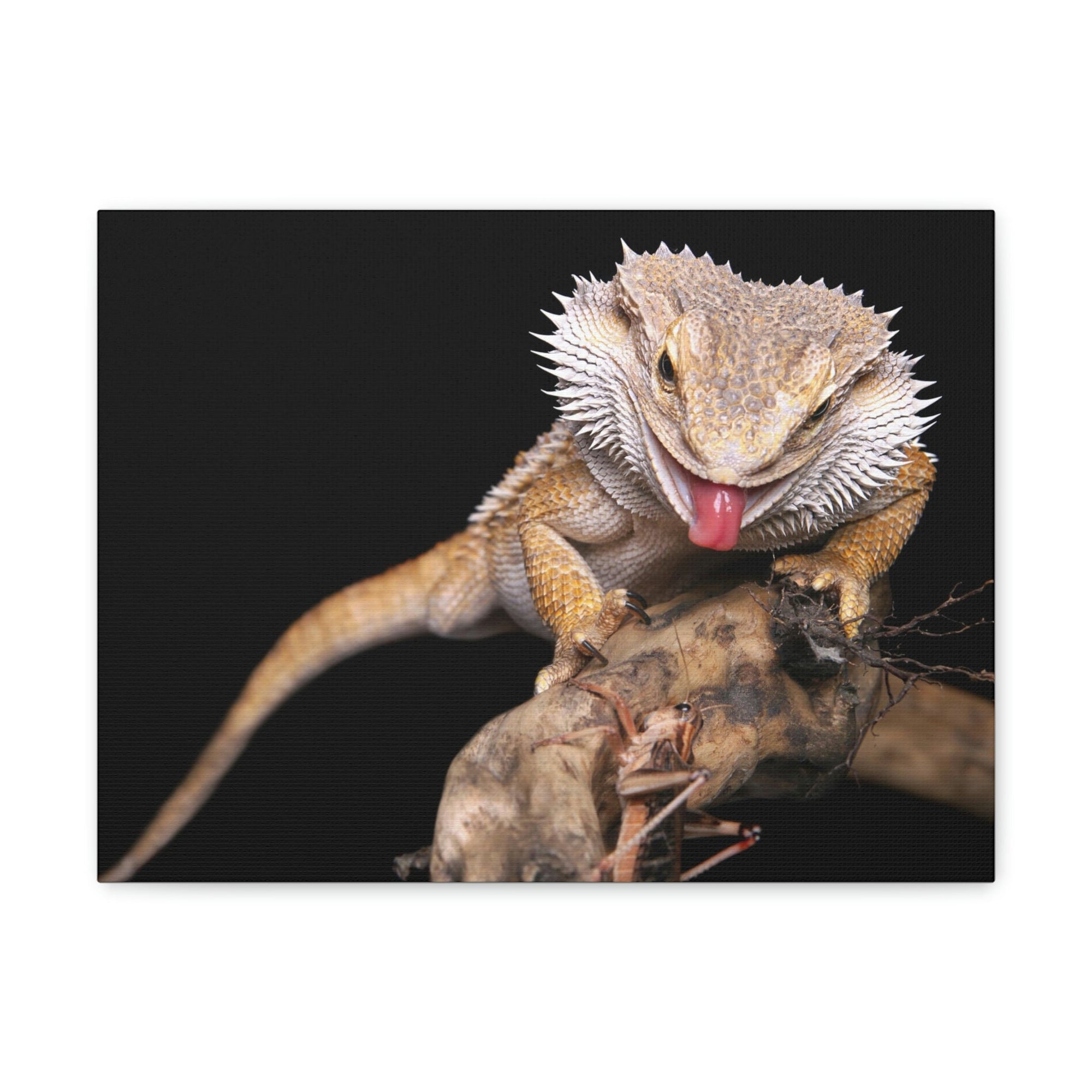 Funny Bearded Dragon Print Animal Wall Art Wildlife Canvas Prints Wall Express Your Love Gifts