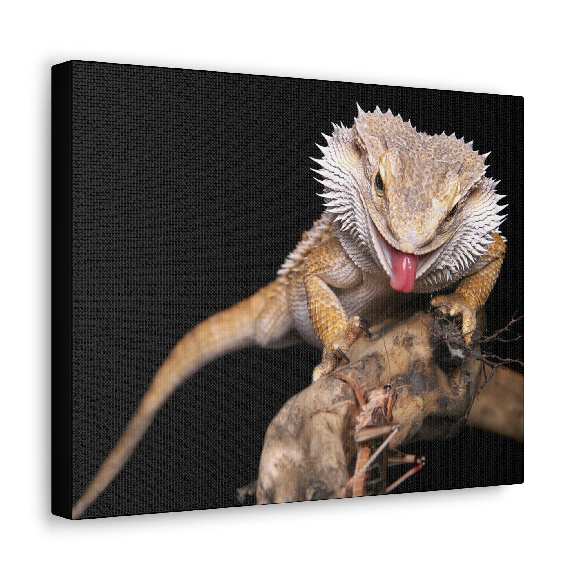 Scripture Walls Funny Bearded Dragon Print Animal Wall Art Wildlife Canvas Prints Wall Art Ready to Hang Unframed-Express Your Love Gifts